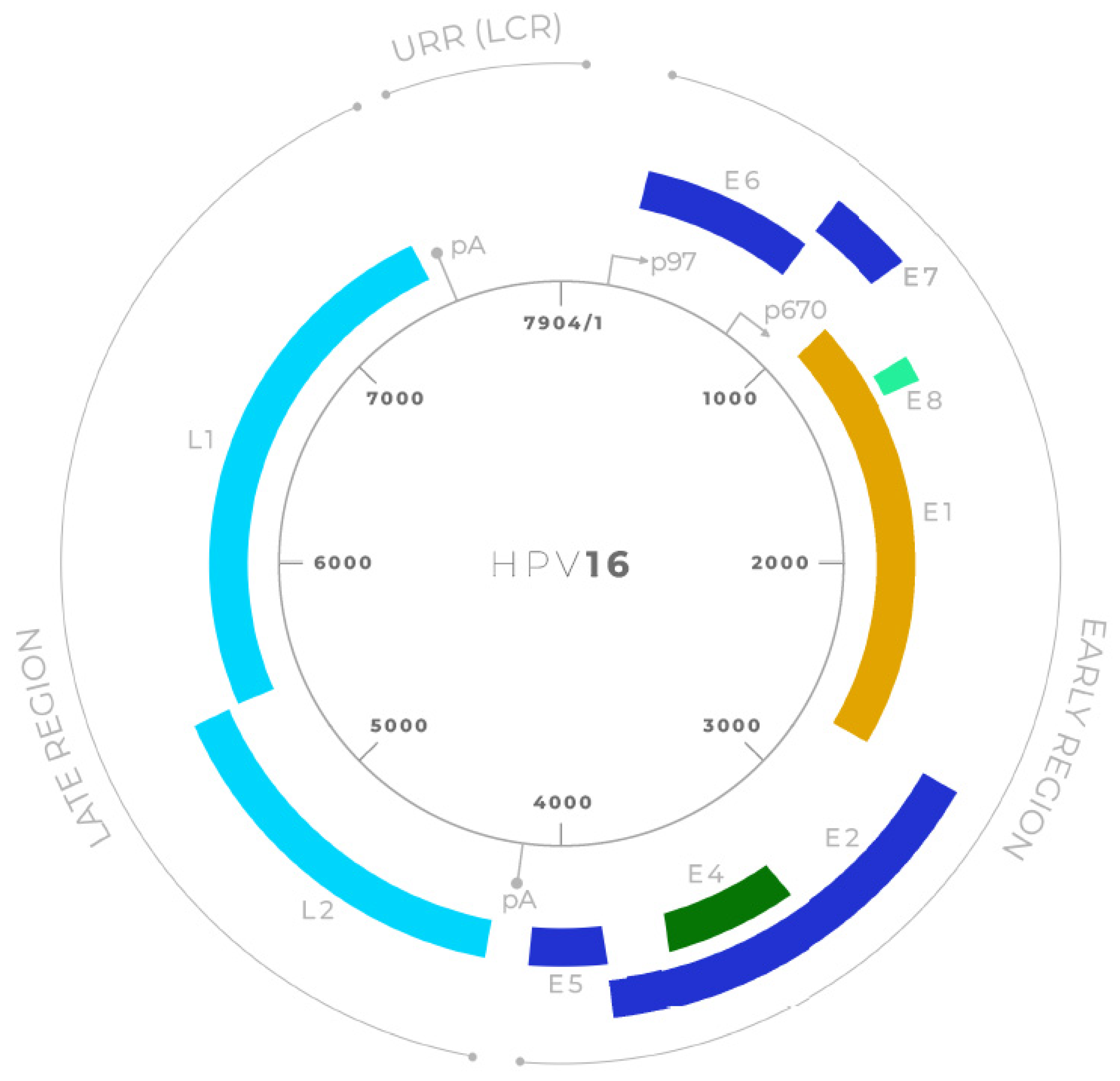 Viruses 17 01276 g002 Viruses 17 01276 g002
