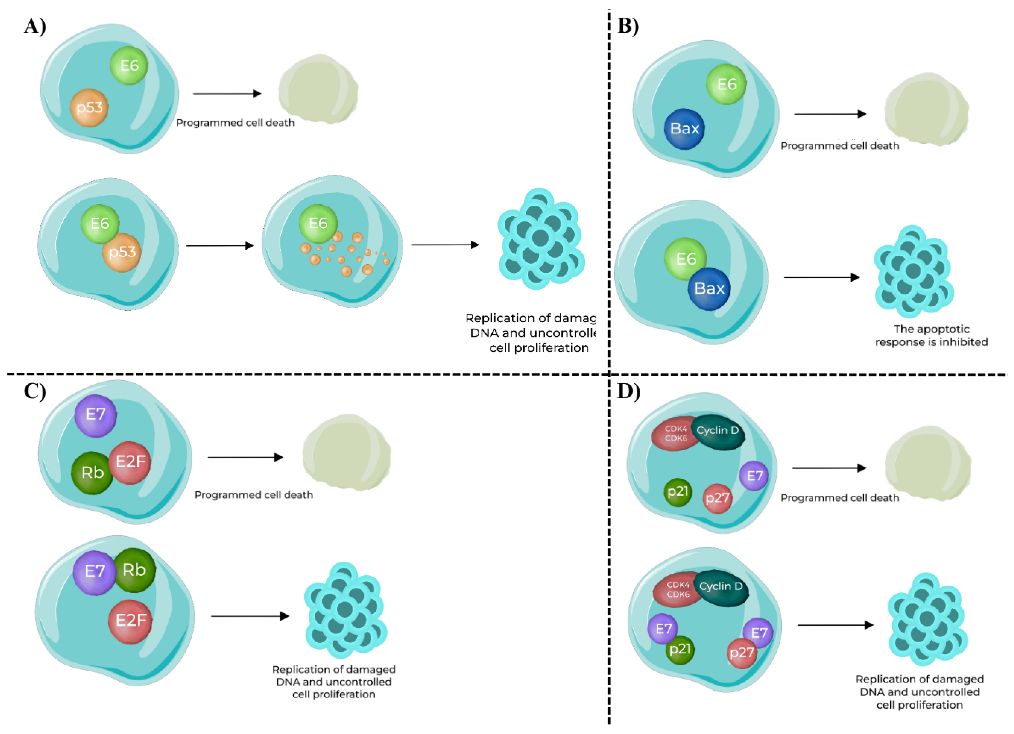 Viruses 17 01276 g003 Viruses 17 01276 g003