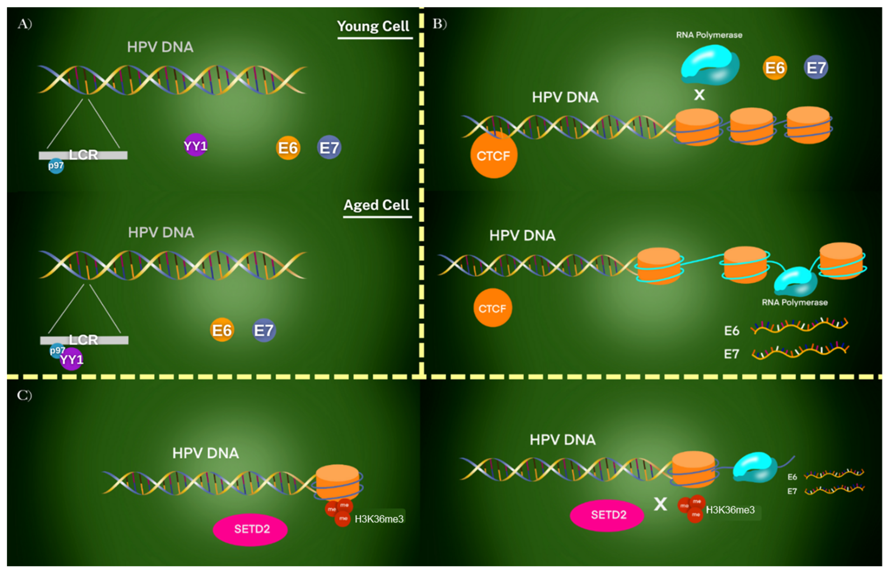 Viruses 17 01276 g004 Viruses 17 01276 g004