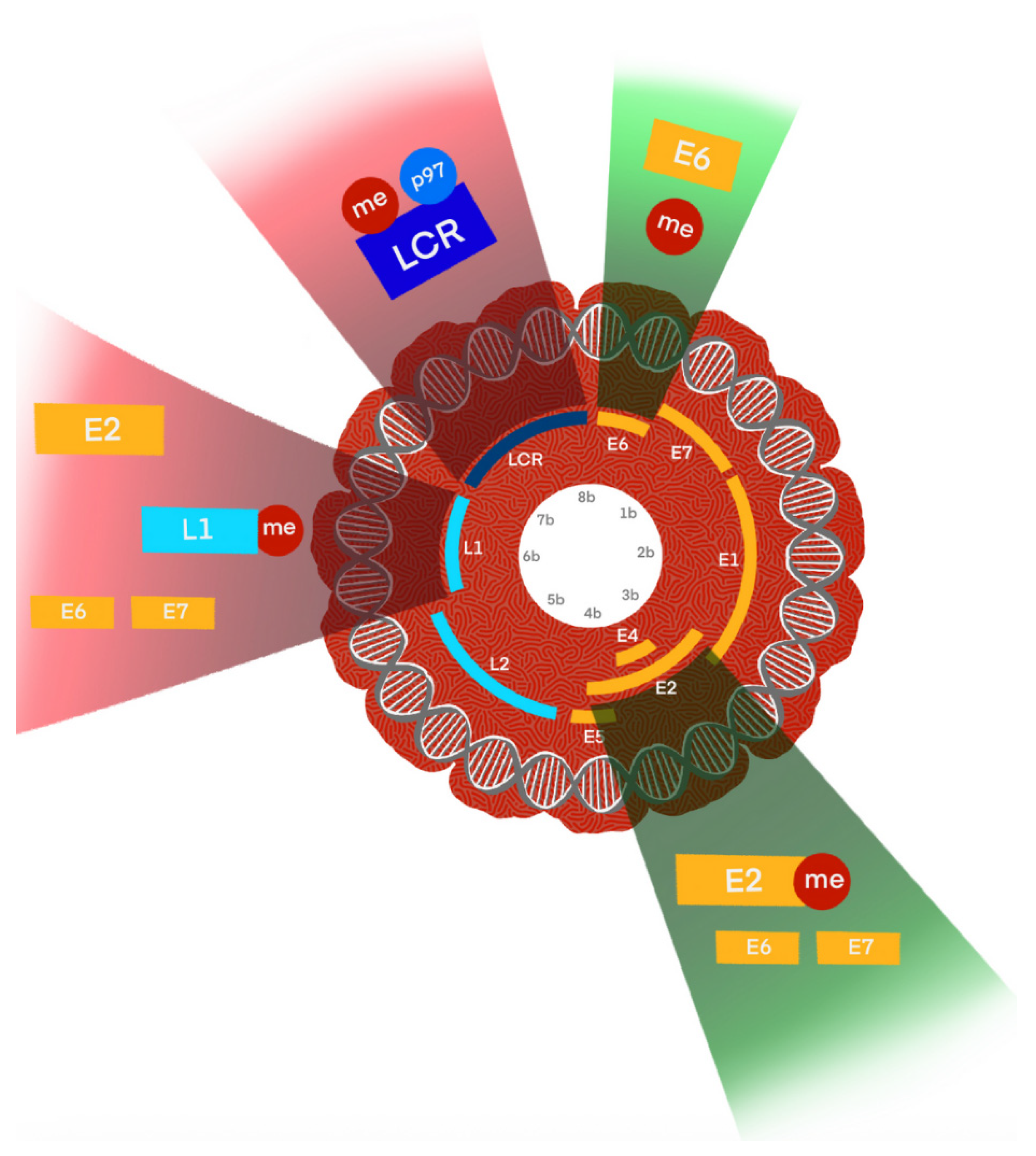 Viruses 17 01276 g005 Viruses 17 01276 g005