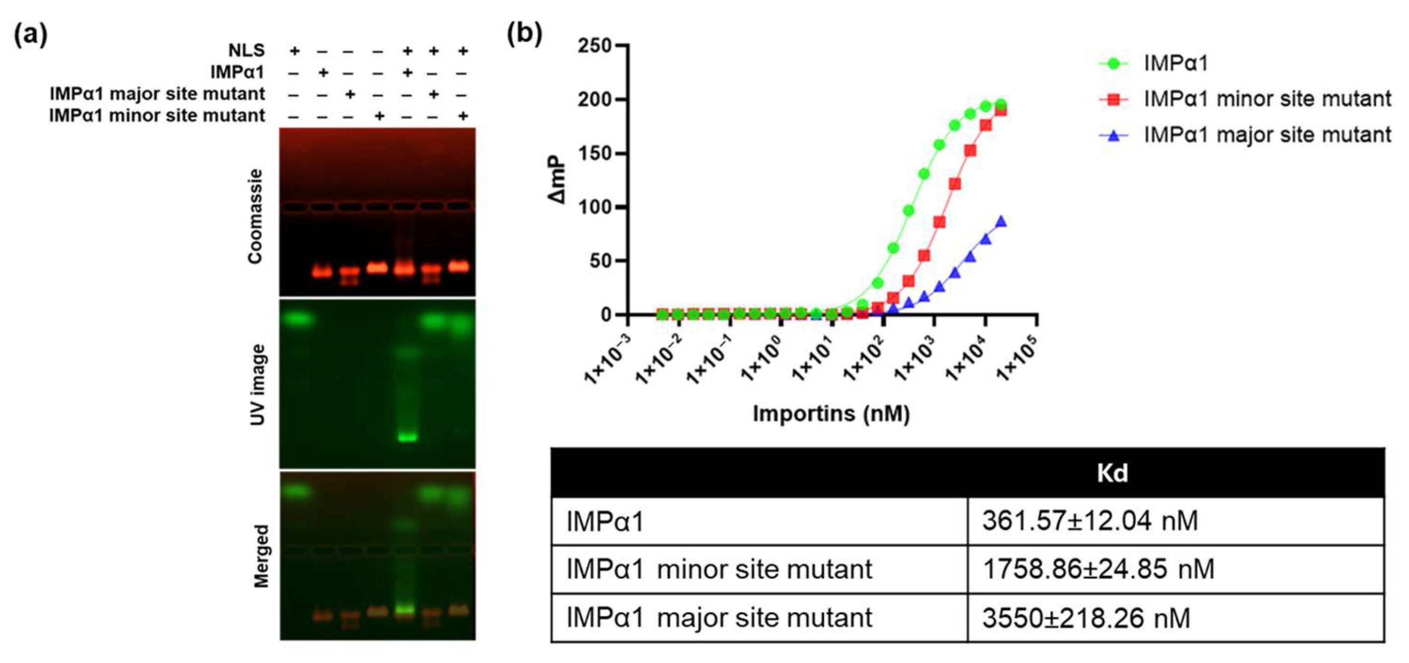 Viruses 17 01279 g004 Viruses 17 01279 g004