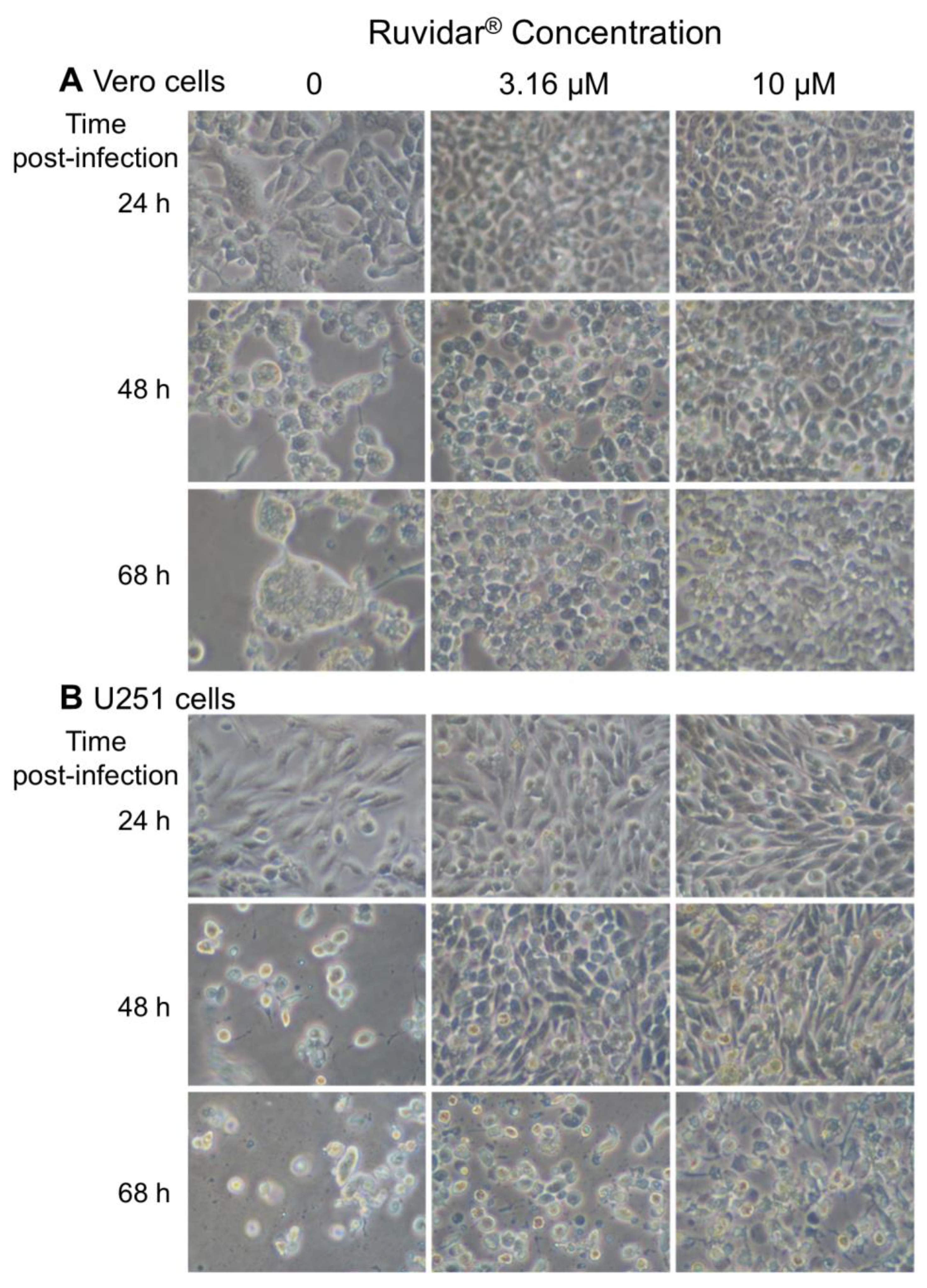 Viruses 17 01280 g008