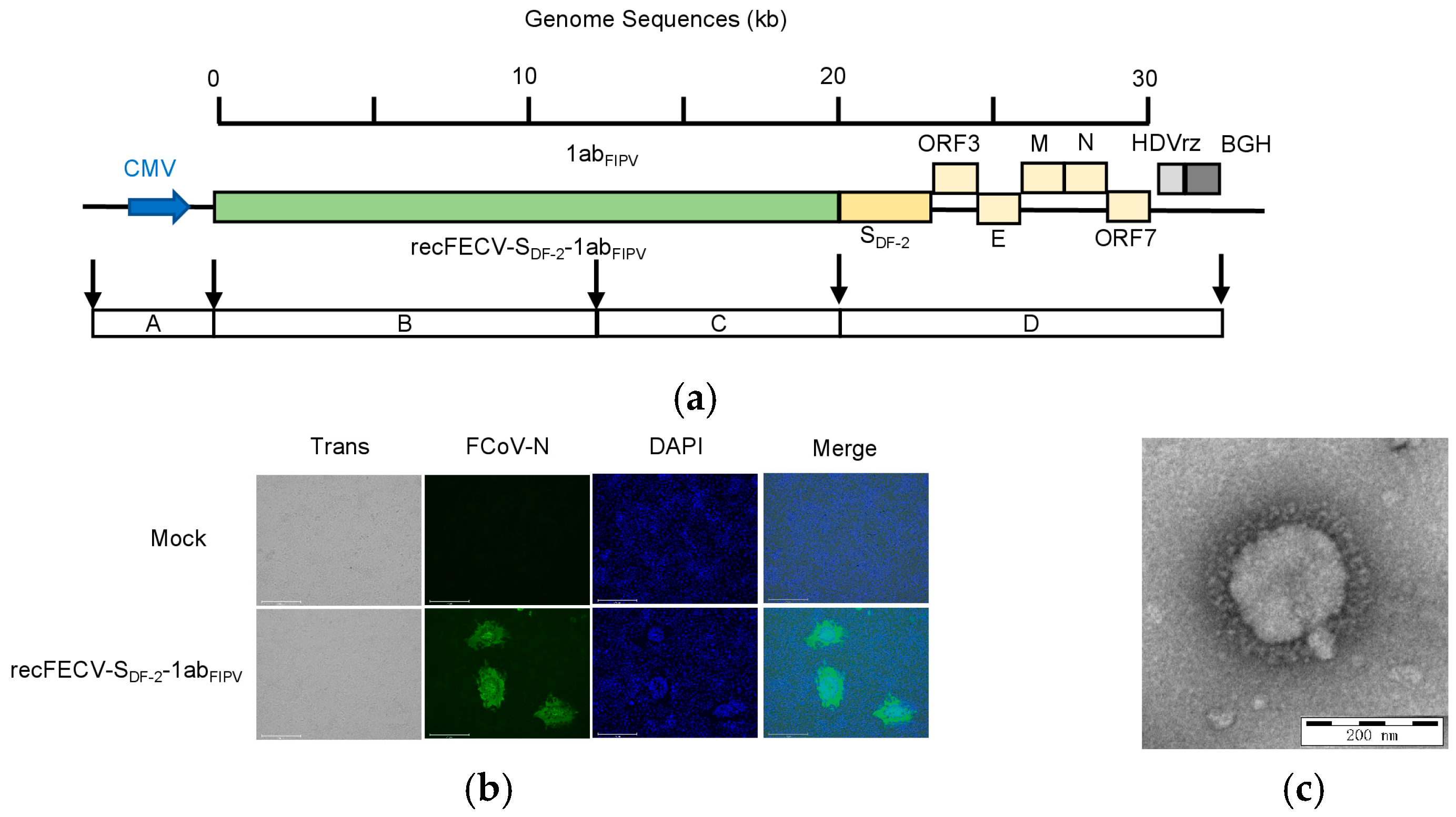 Viruses 17 01282 g001 Viruses 17 01282 g001