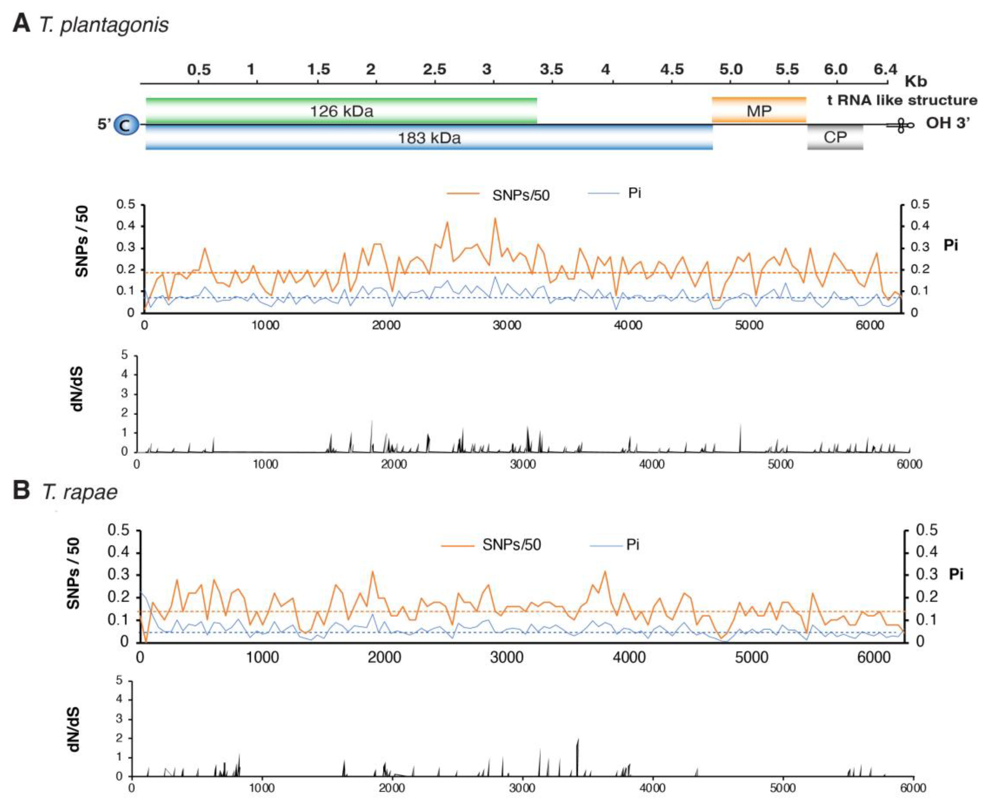 Viruses 17 01284 g007 Viruses 17 01284 g007