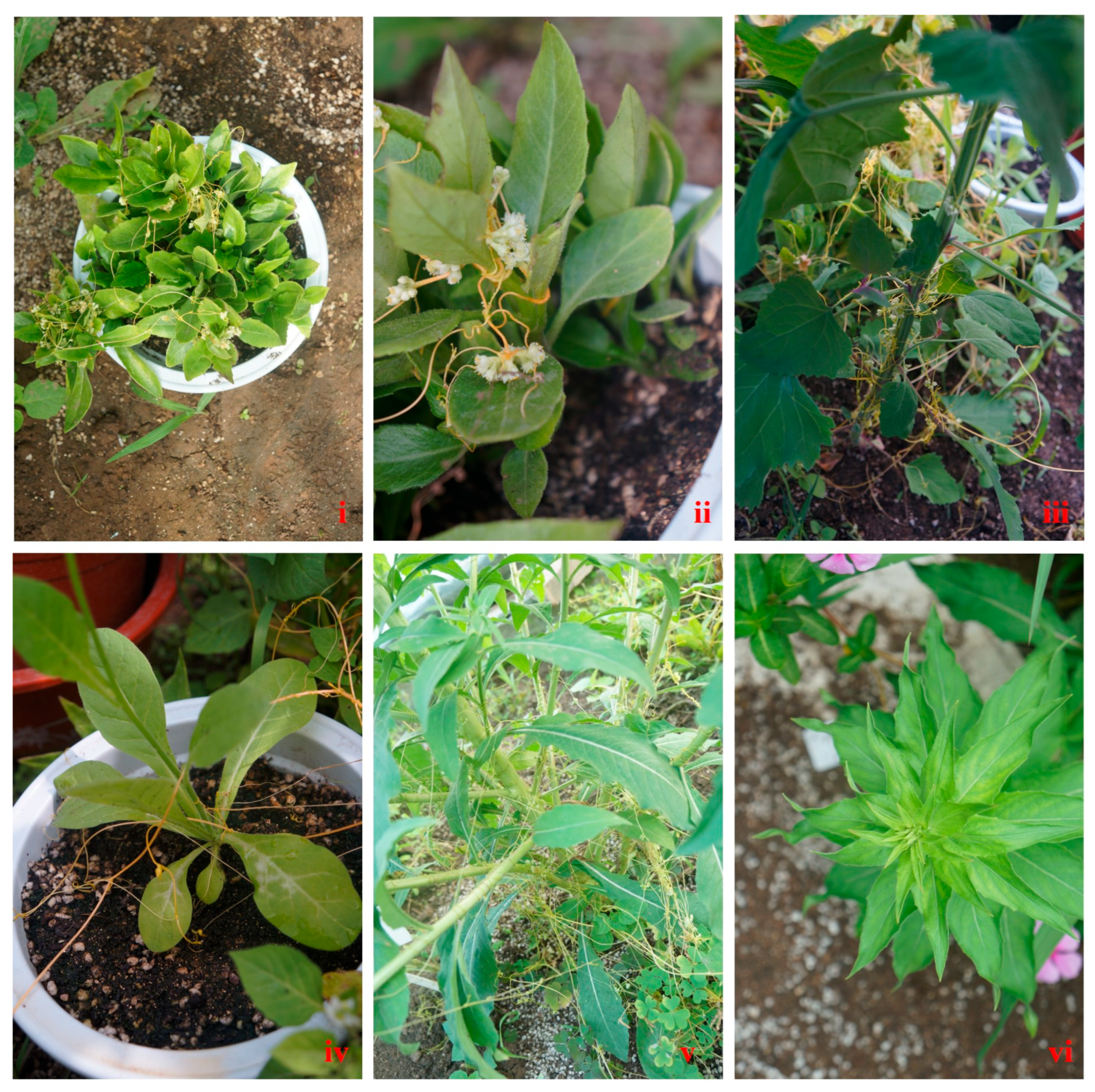 Viruses 17 01290 g007 Viruses 17 01290 g007