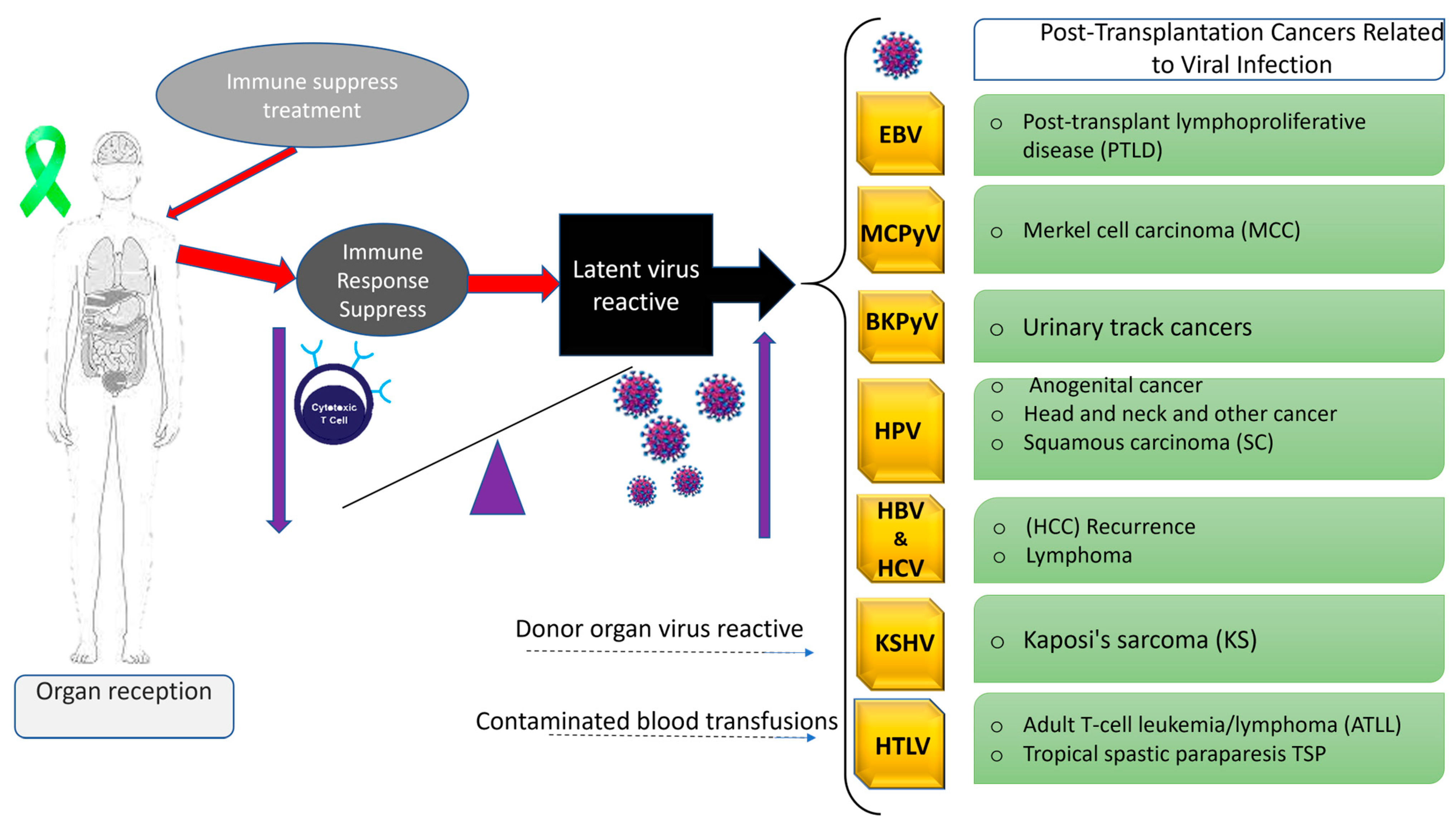 Viruses 17 01299 g001