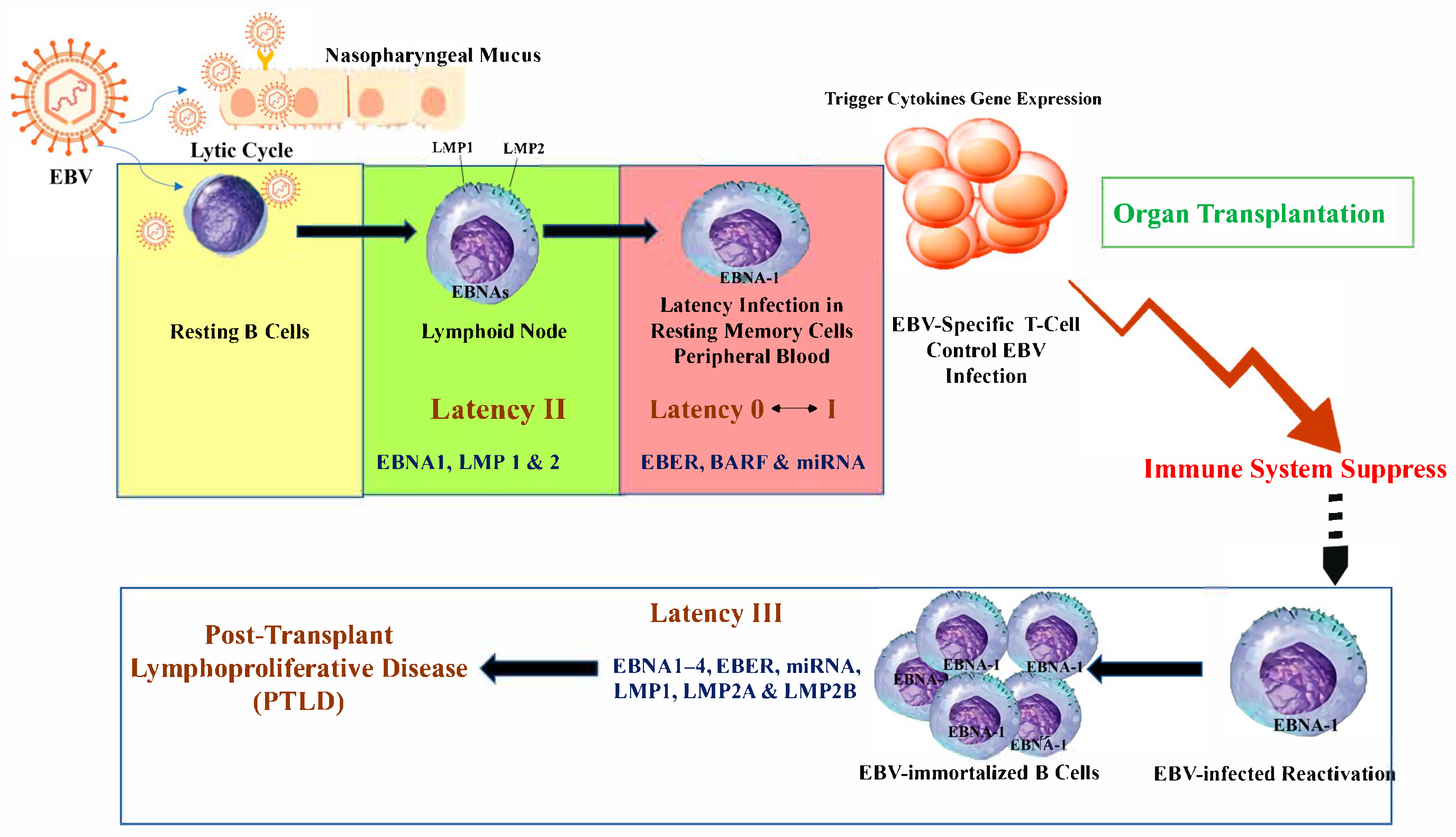Viruses 17 01299 g002