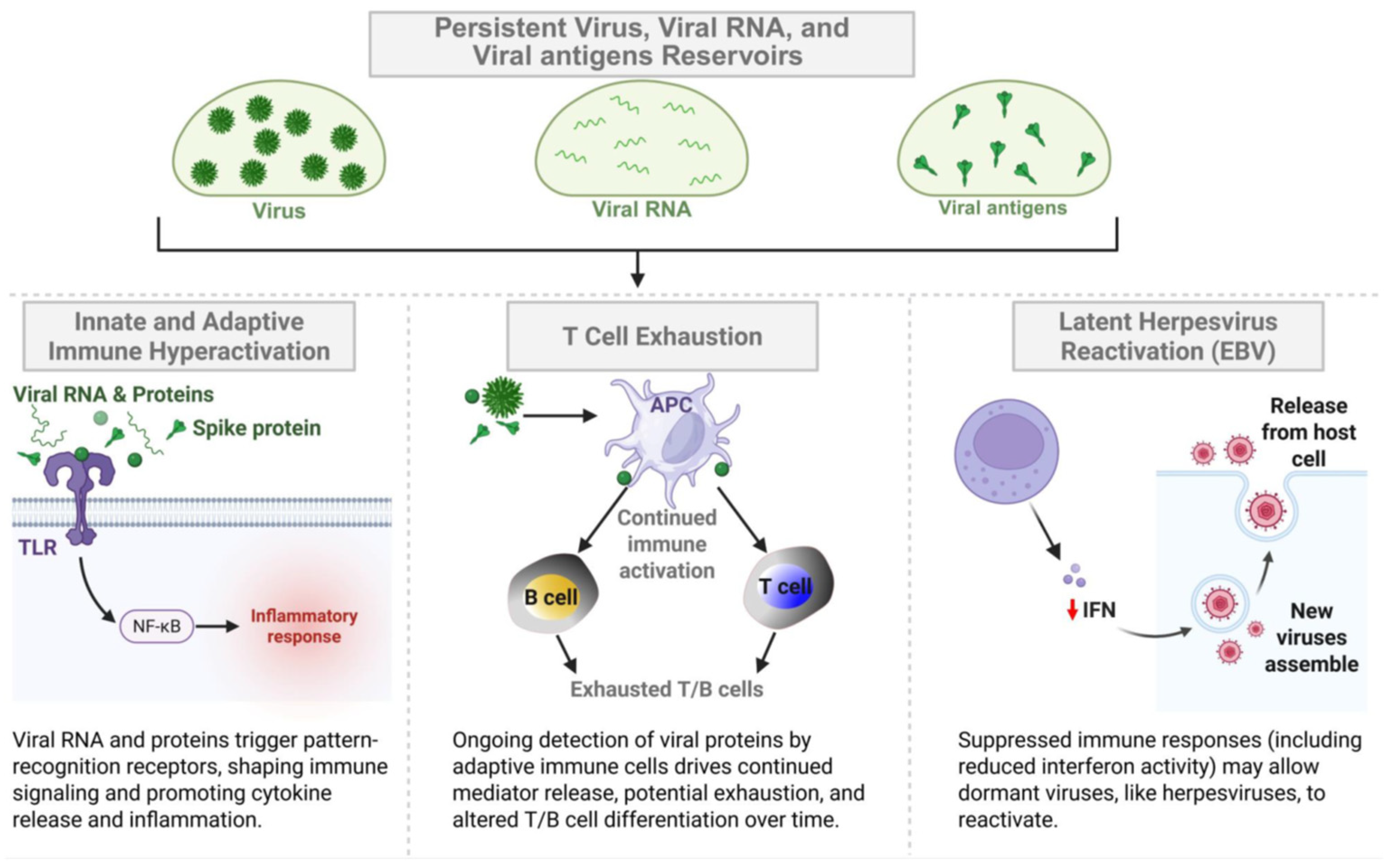 Viruses 17 01310 g002