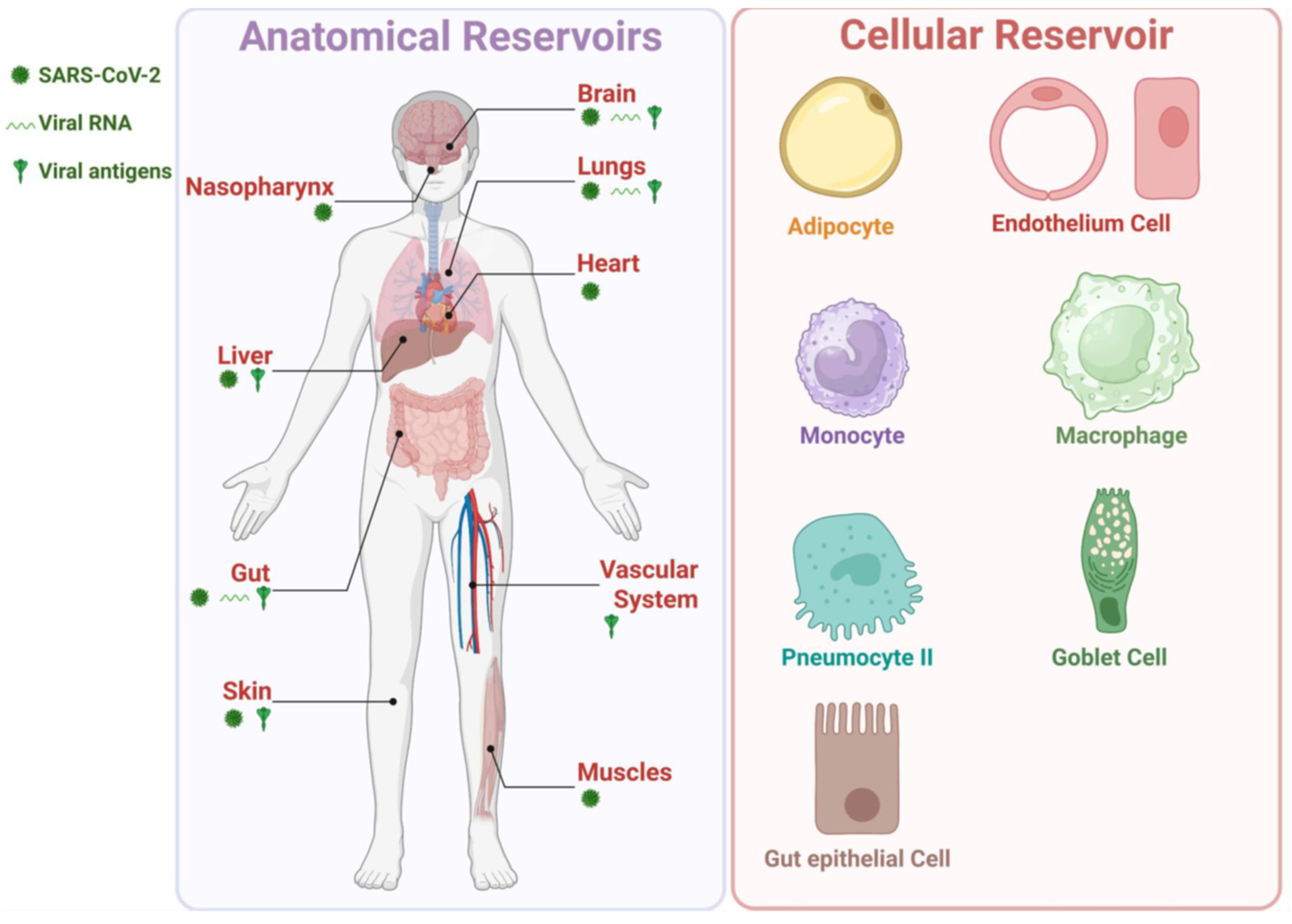 Viruses 17 01310 g003
