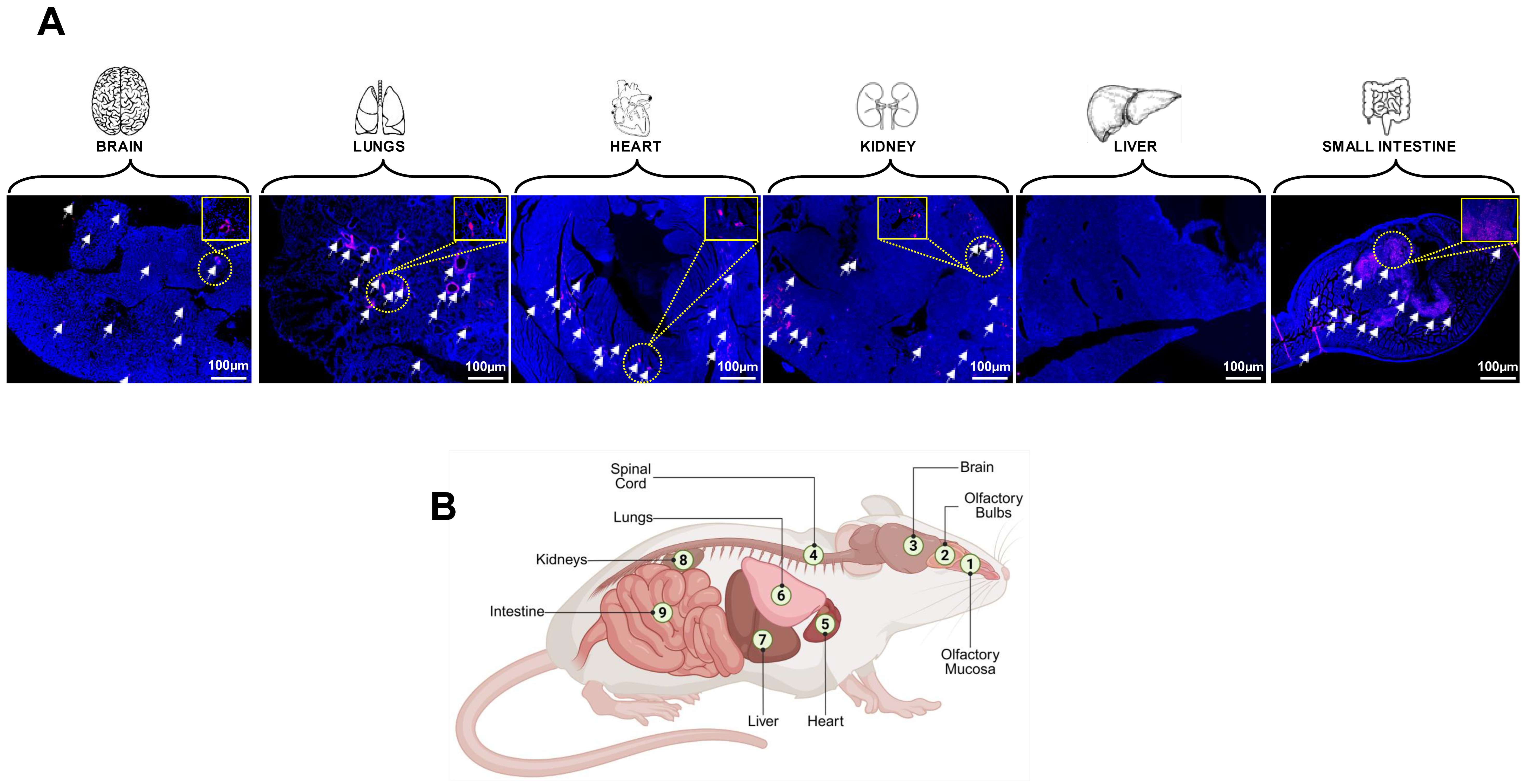 Viruses 17 01310 g006