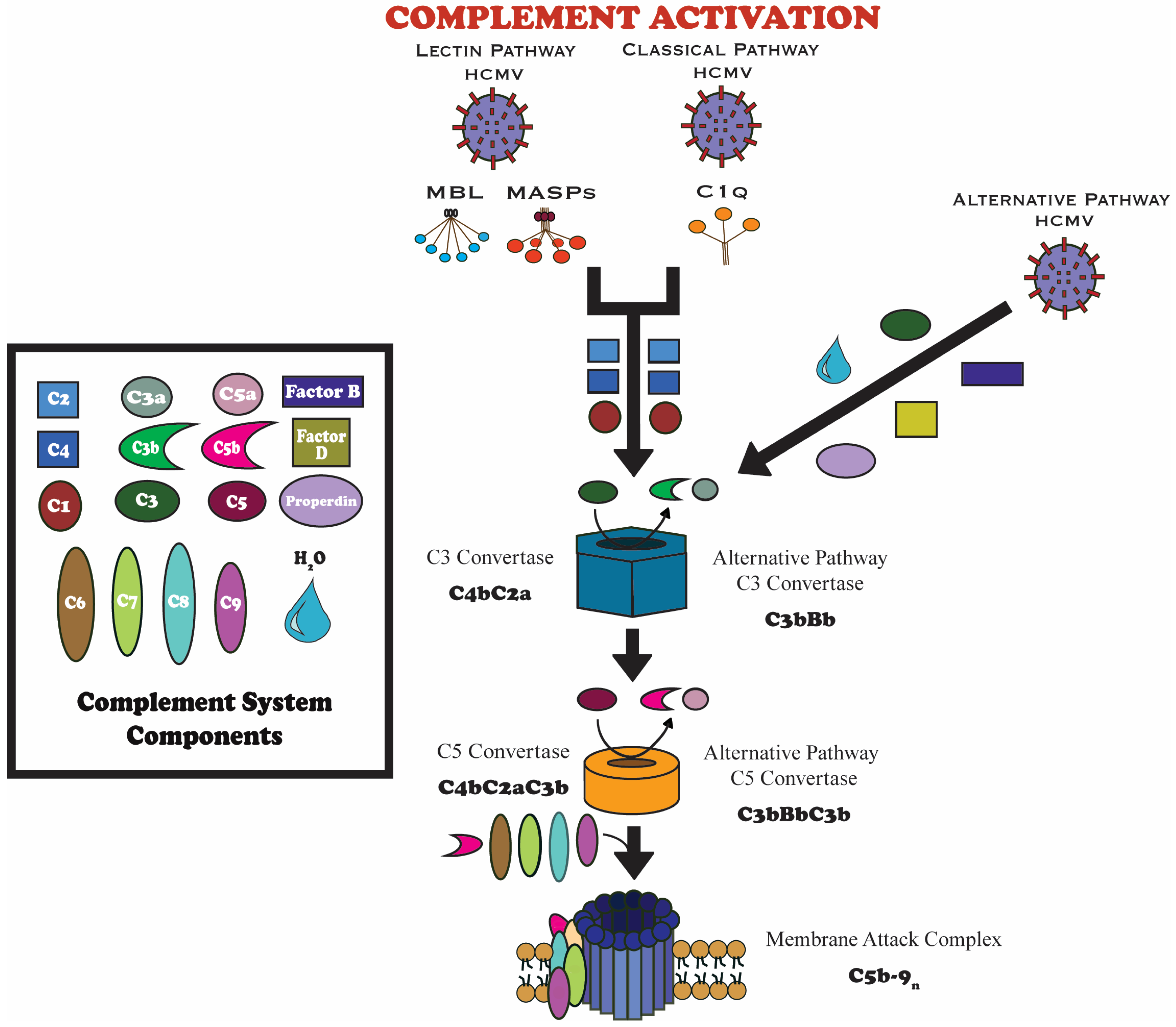 Viruses 17 01324 g001 Viruses 17 01324 g001