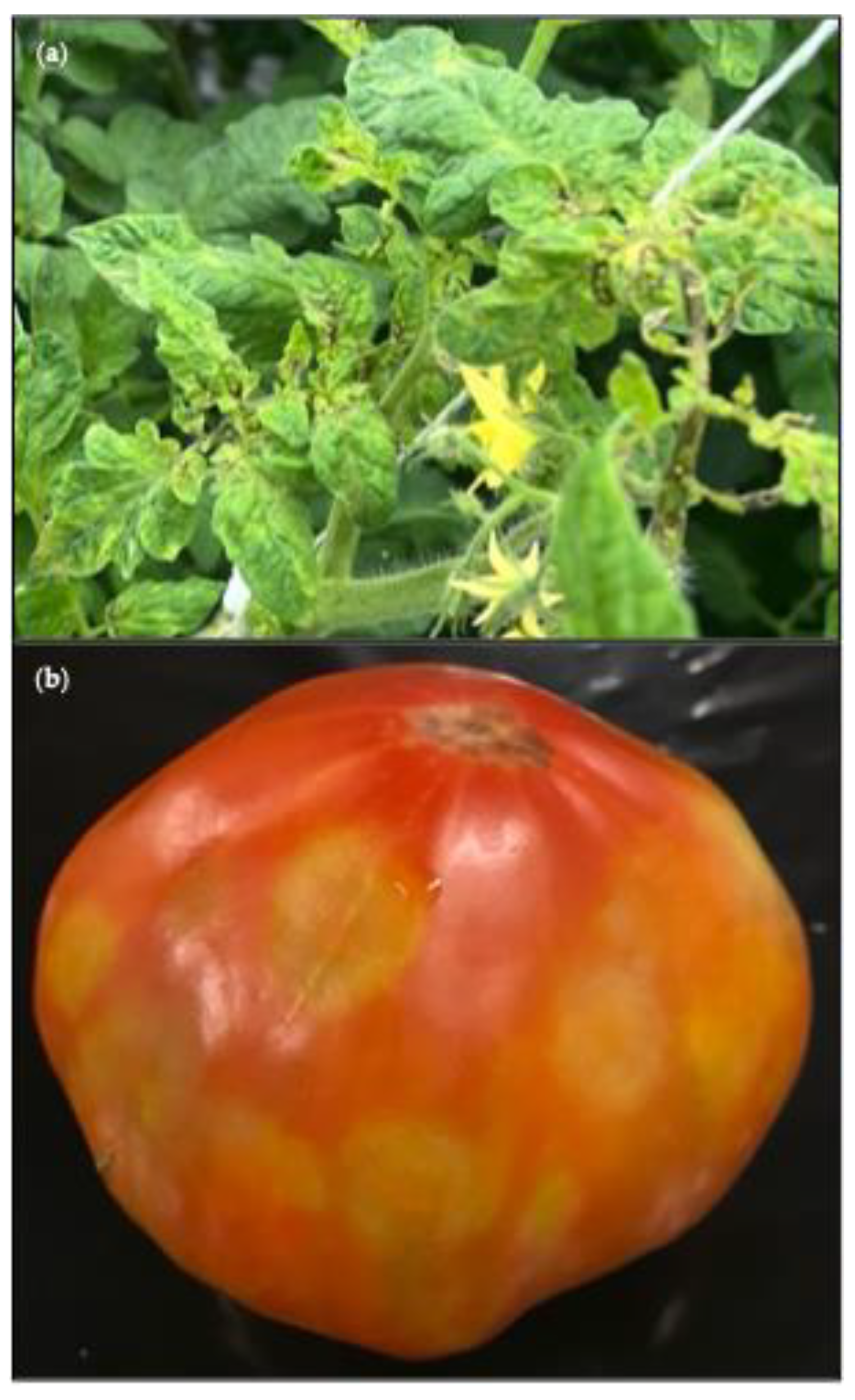 Viruses 17 01334 g007 Viruses 17 01334 g007