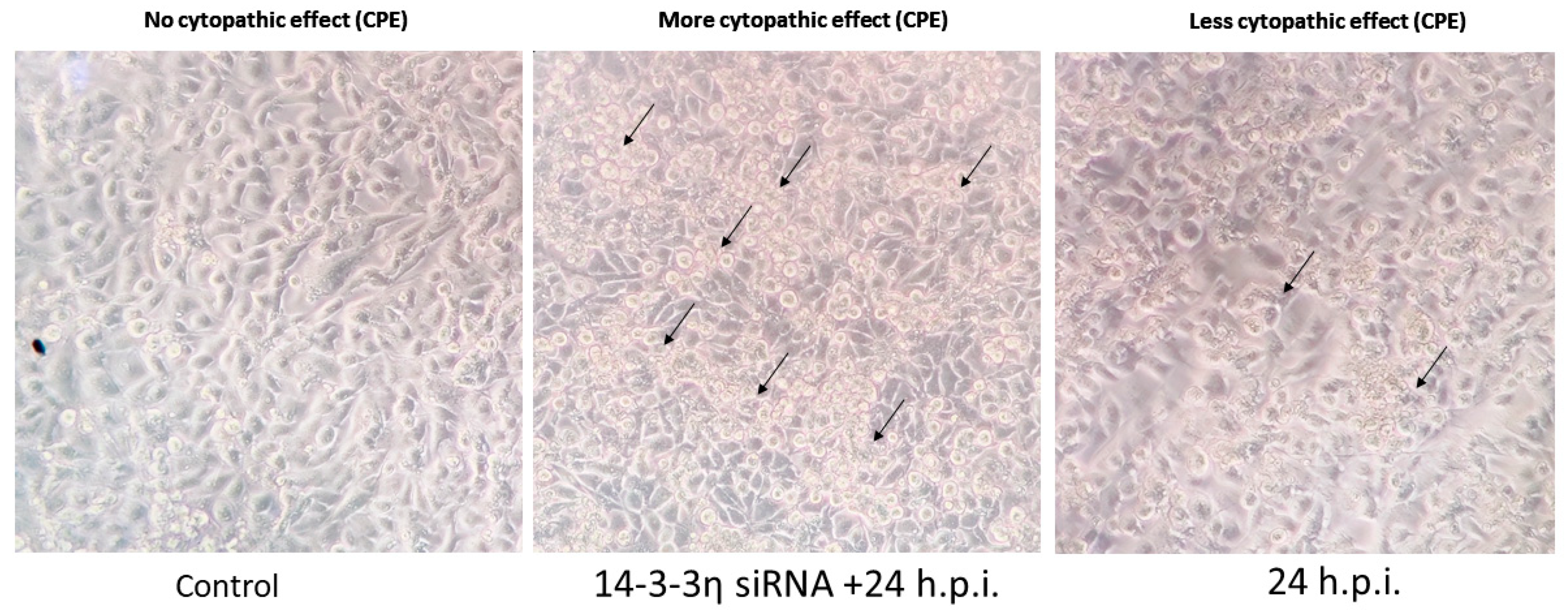Viruses 17 01337 g001