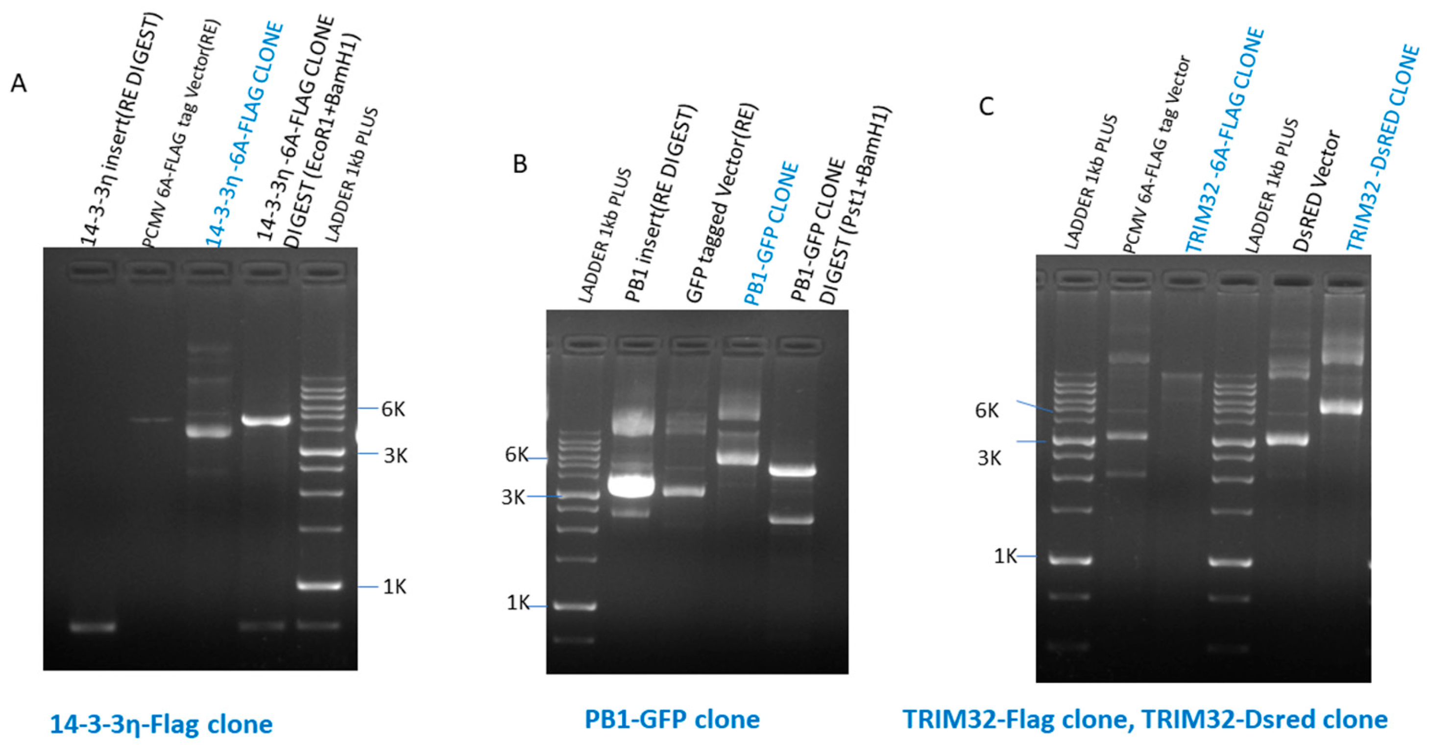 Viruses 17 01337 sch001