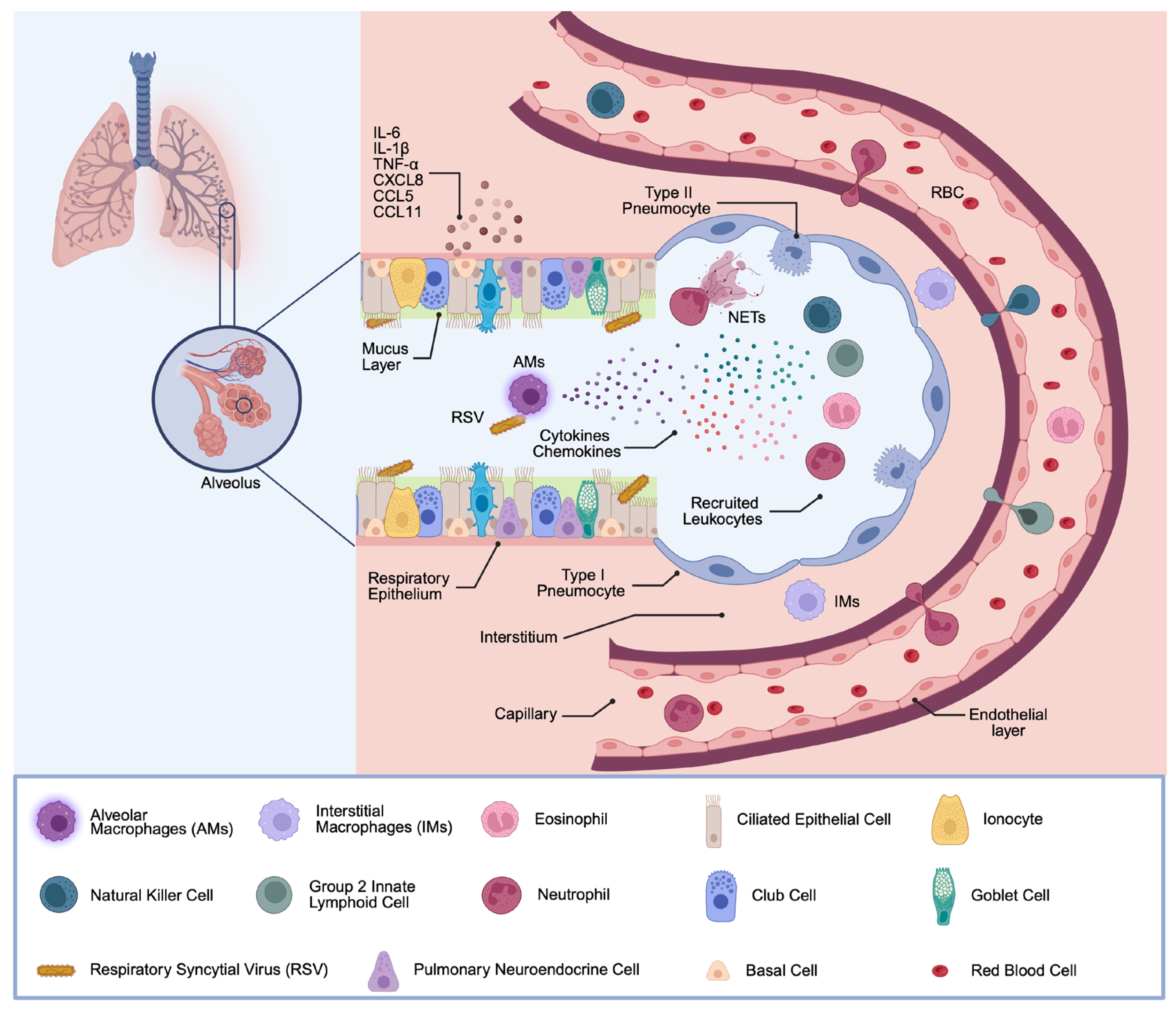 Viruses 17 01351 g001 Viruses 17 01351 g001
