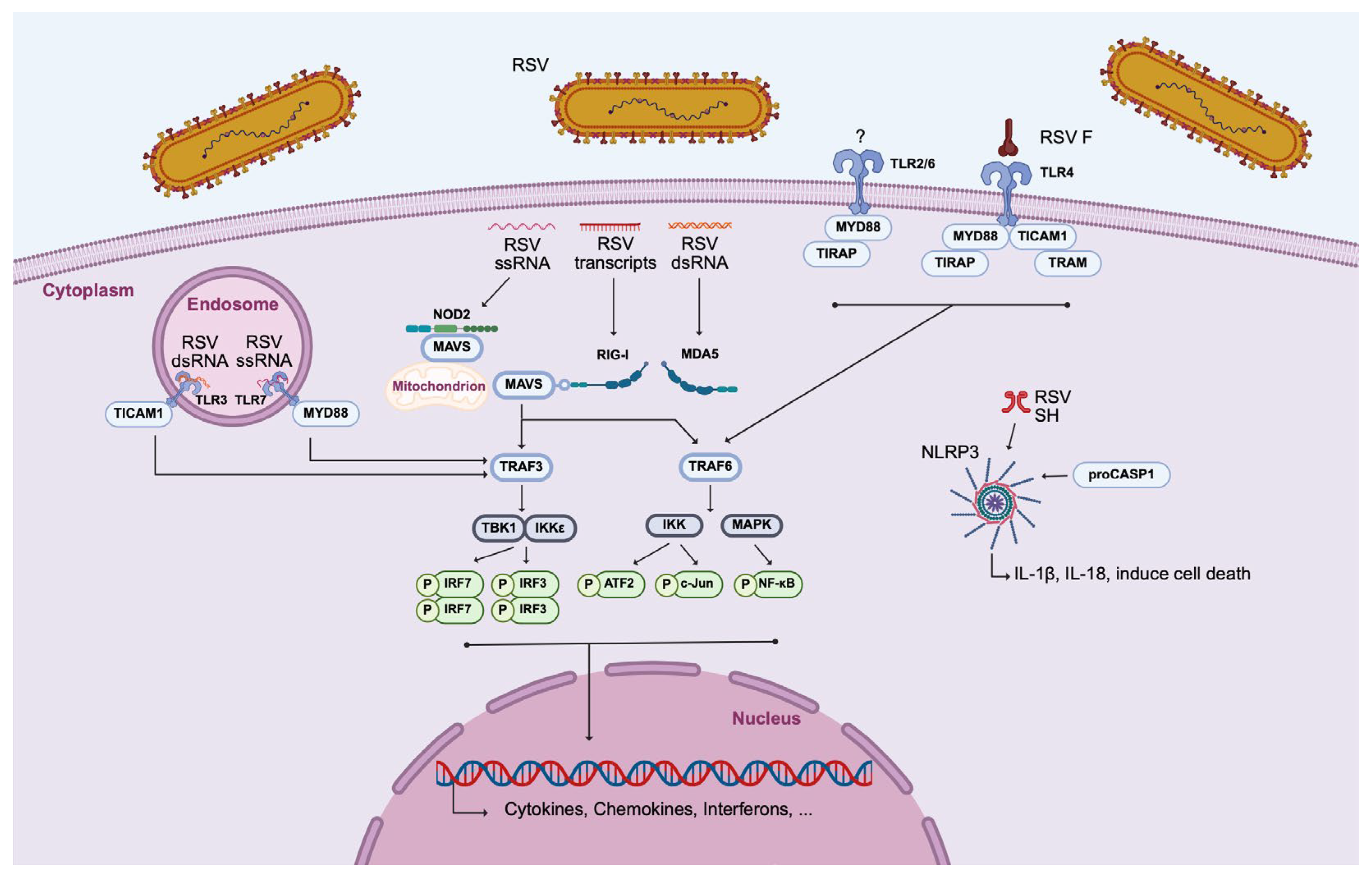 Viruses 17 01351 g002 Viruses 17 01351 g002