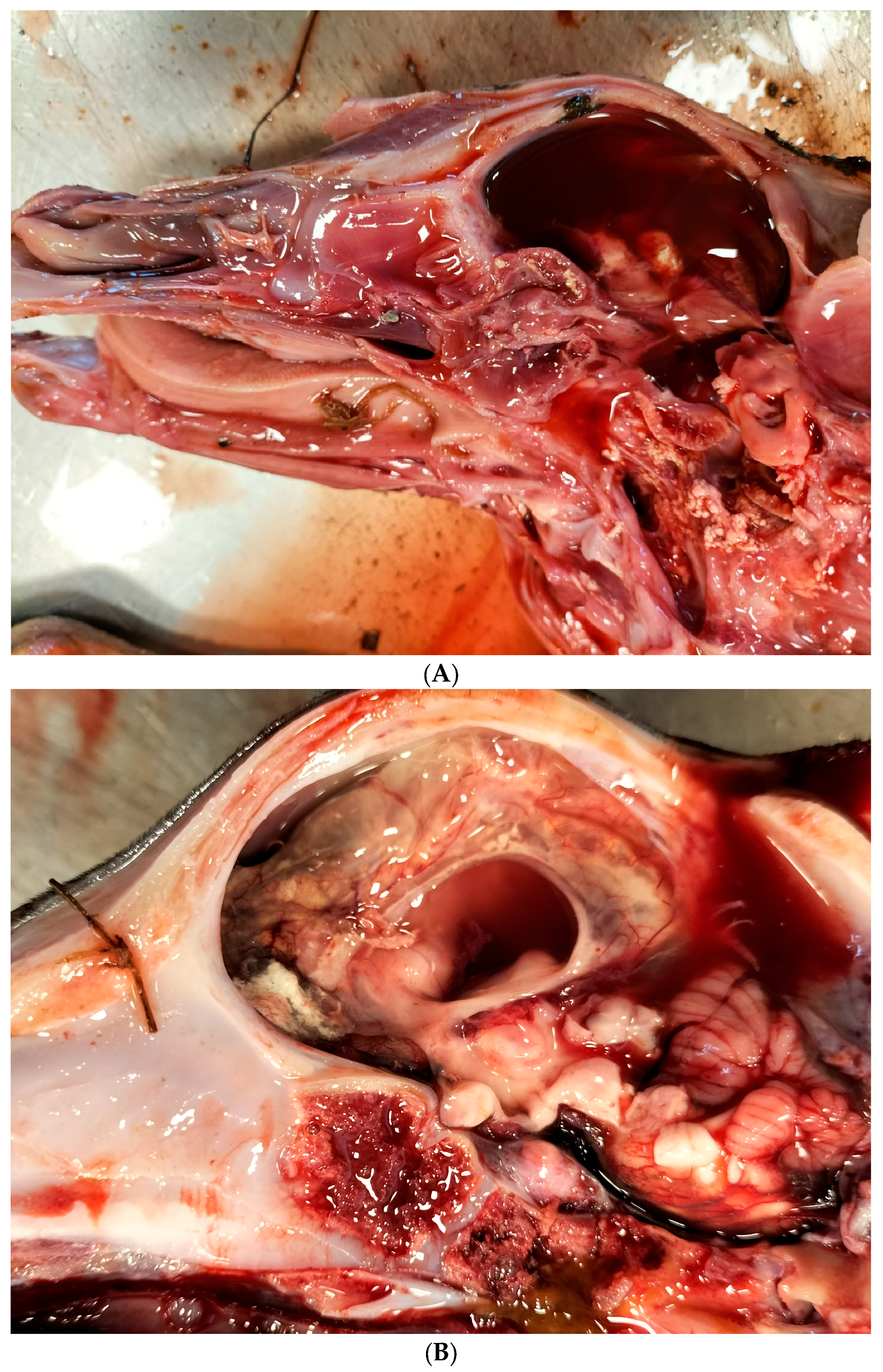 Viruses 17 01356 g002a Viruses 17 01356 g002a