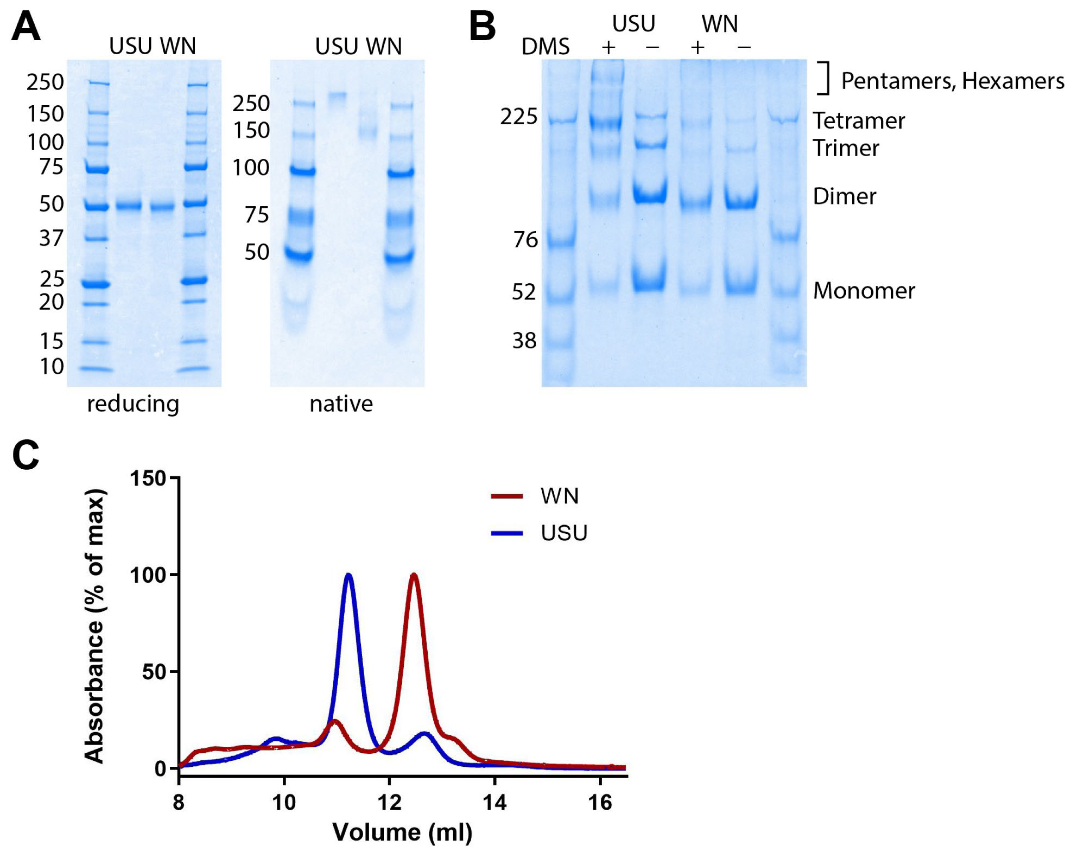 Viruses 17 01357 g001 Viruses 17 01357 g001
