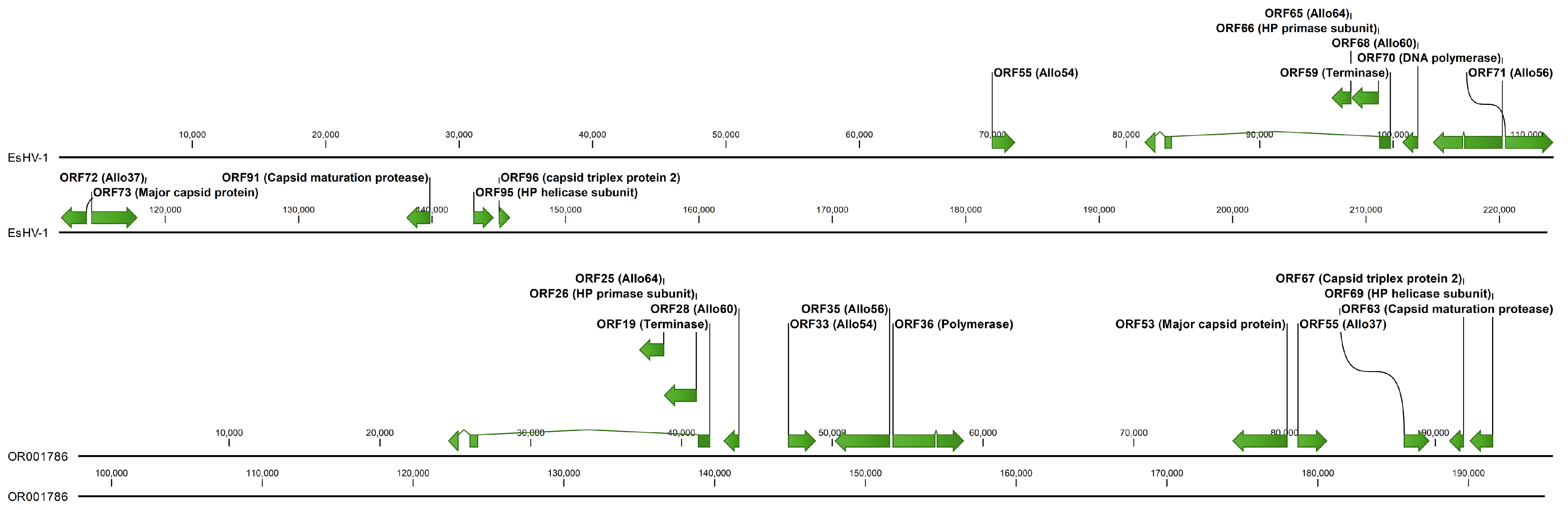 Viruses 17 01361 g003