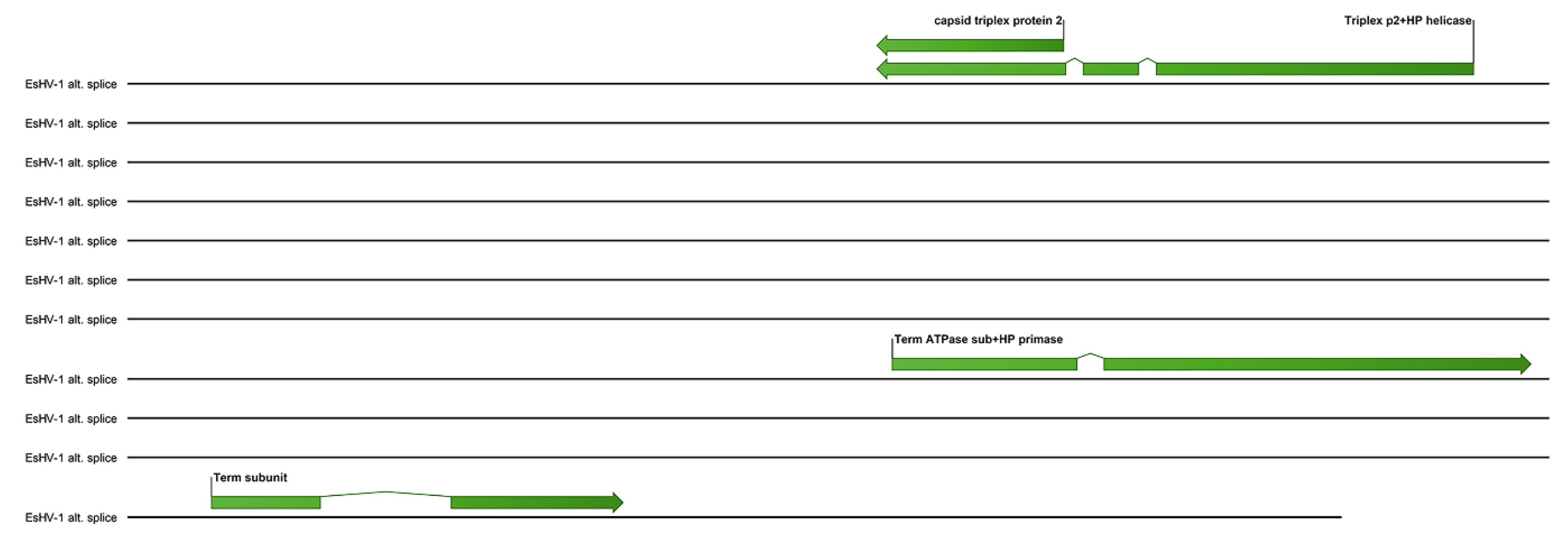 Viruses 17 01361 g005