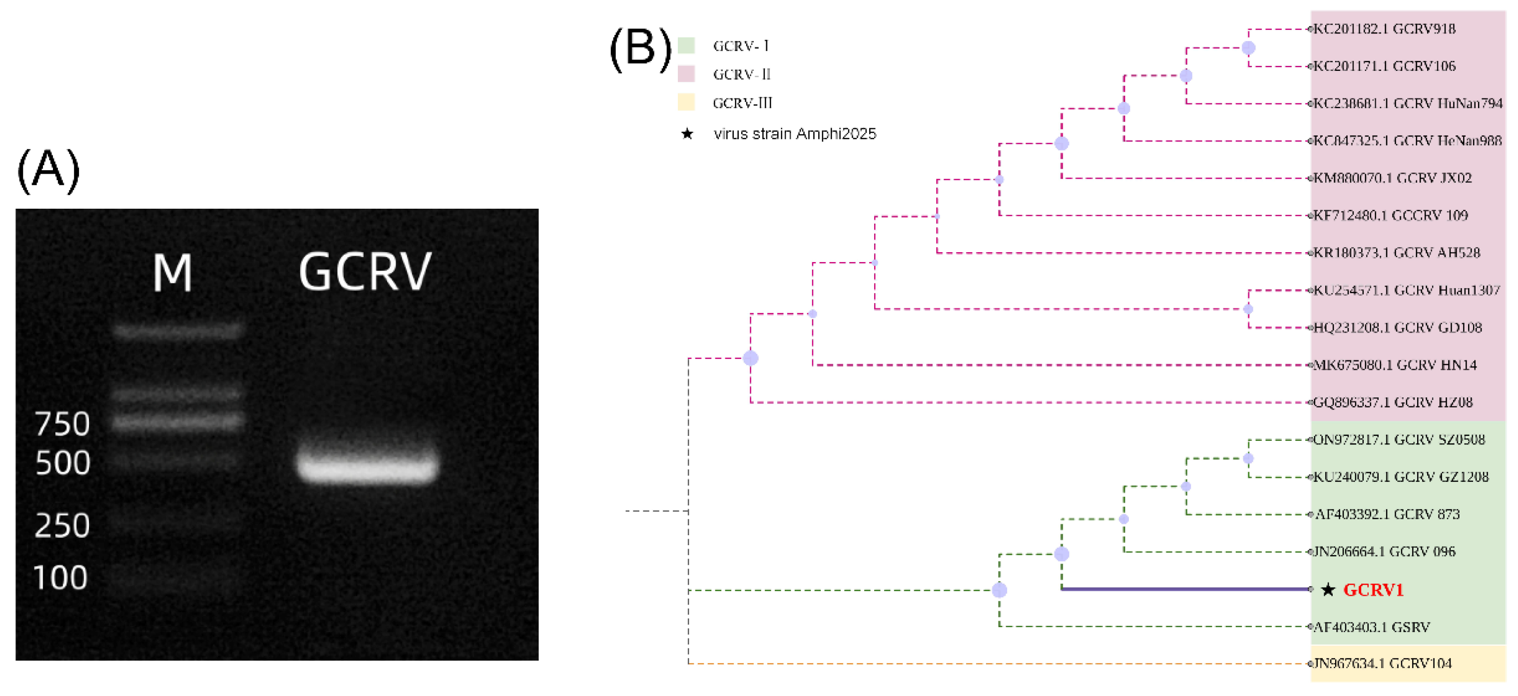 Viruses 17 01367 g001 Viruses 17 01367 g001