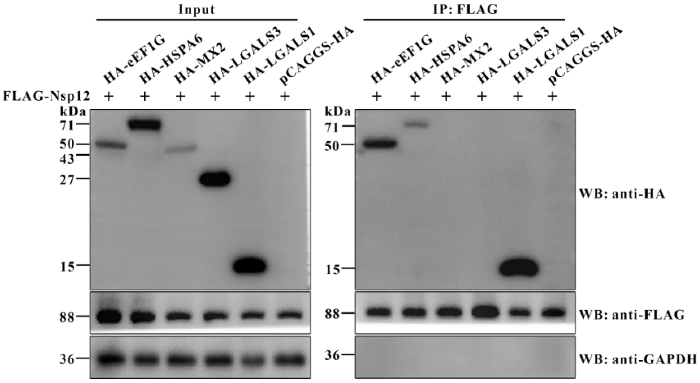 Viruses 17 01369 g001