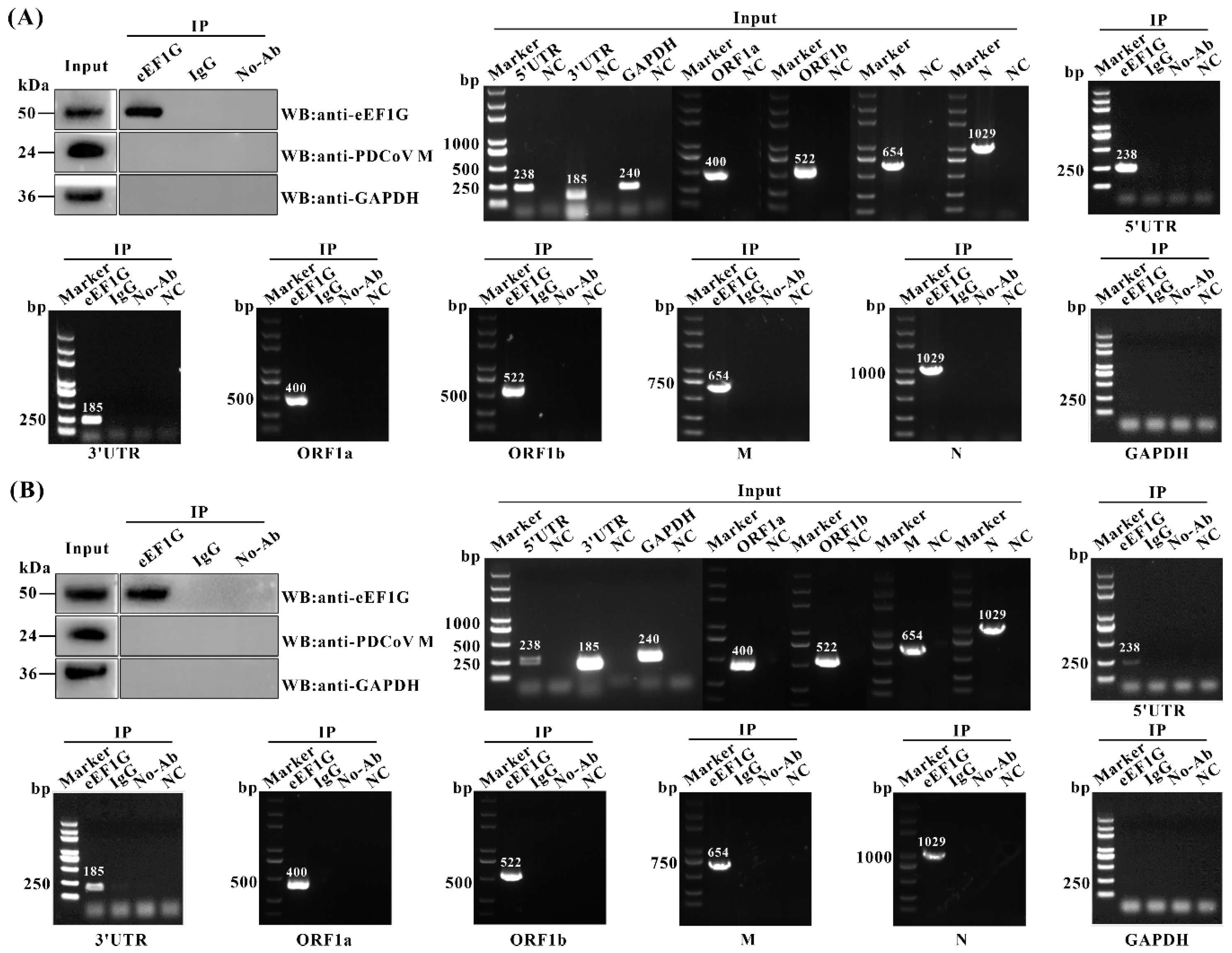 Viruses 17 01369 g005