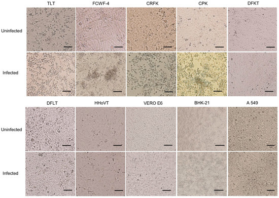 Different Susceptibility of Mammalian Cell Lines to Severe Fever with ...