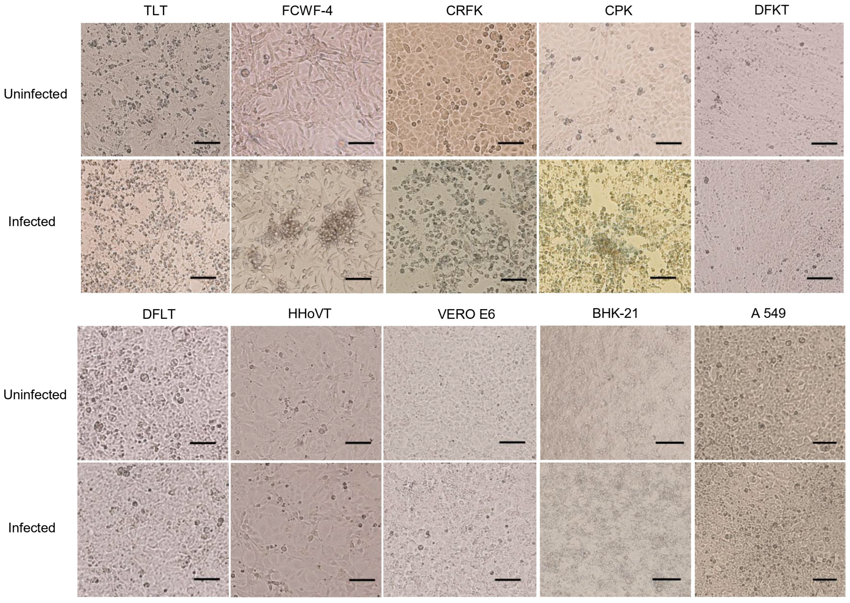 Viruses 17 01380 g001 Viruses 17 01380 g001