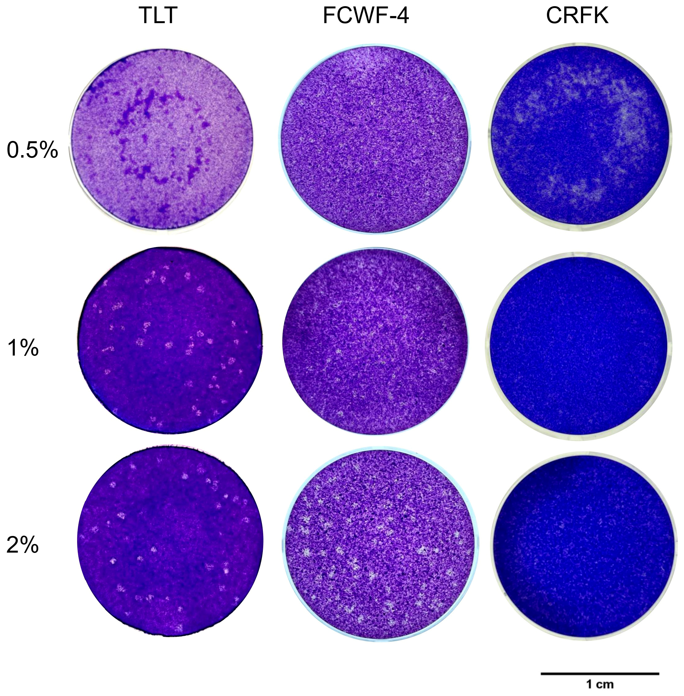 Viruses 17 01380 g003 Viruses 17 01380 g003