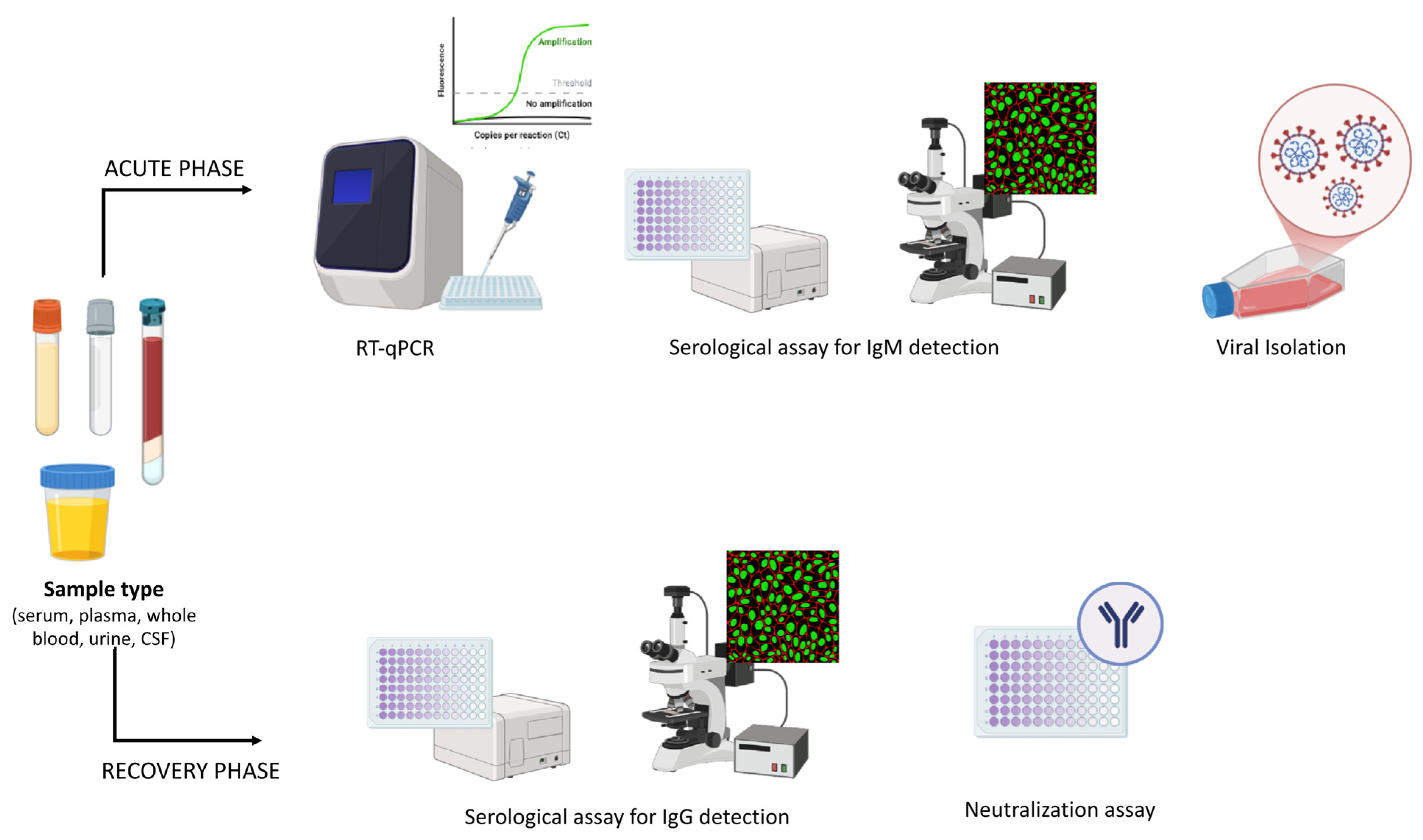 Viruses 17 01382 g004 Viruses 17 01382 g004