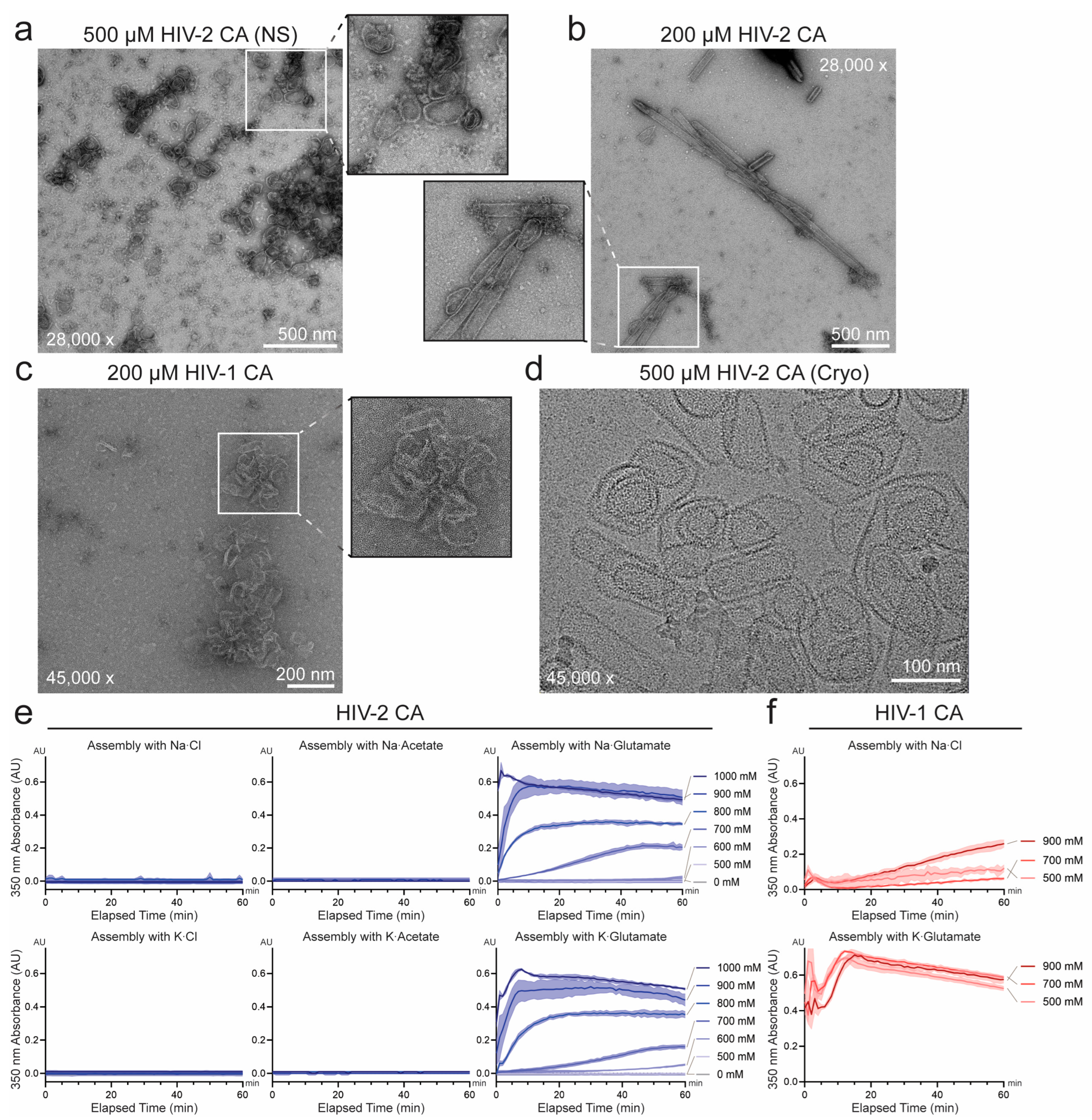 Viruses 17 01384 g001 Viruses 17 01384 g001