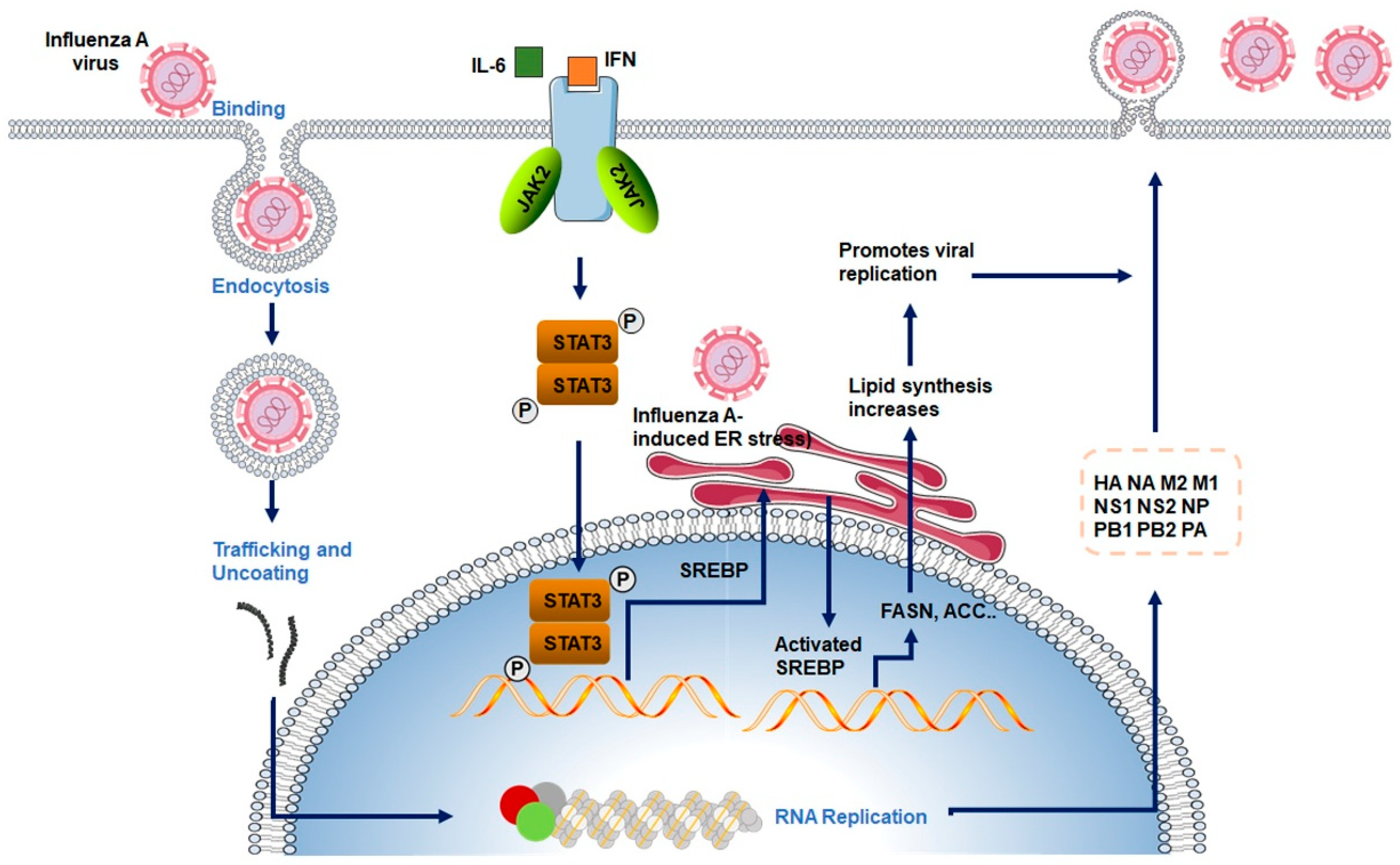 Viruses 17 01386 g003 Viruses 17 01386 g003