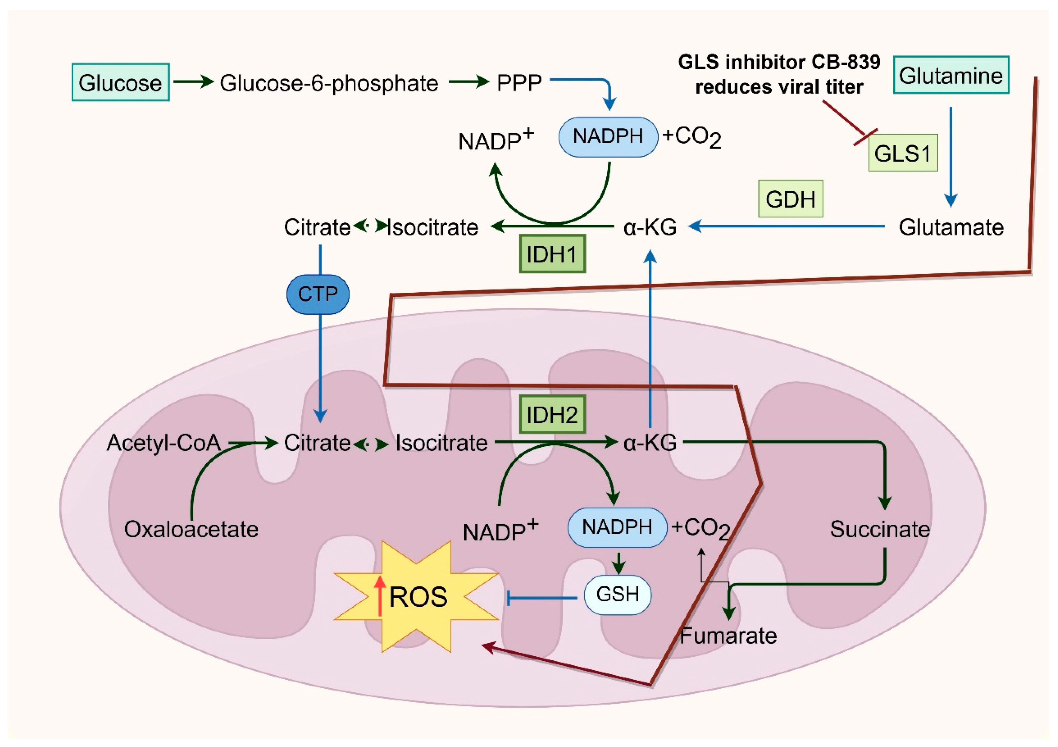 Viruses 17 01386 g004 Viruses 17 01386 g004