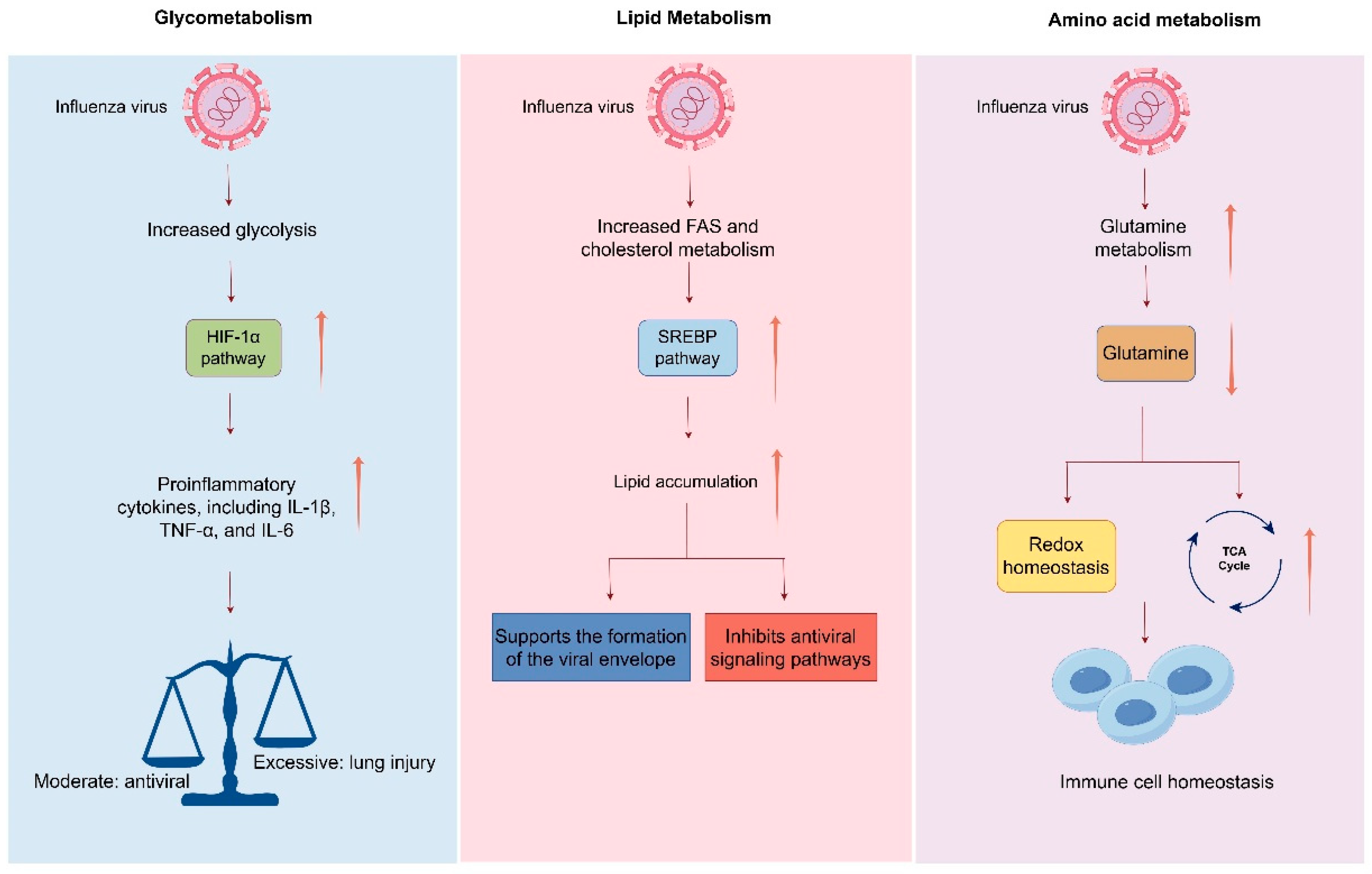 Viruses 17 01386 g005 Viruses 17 01386 g005