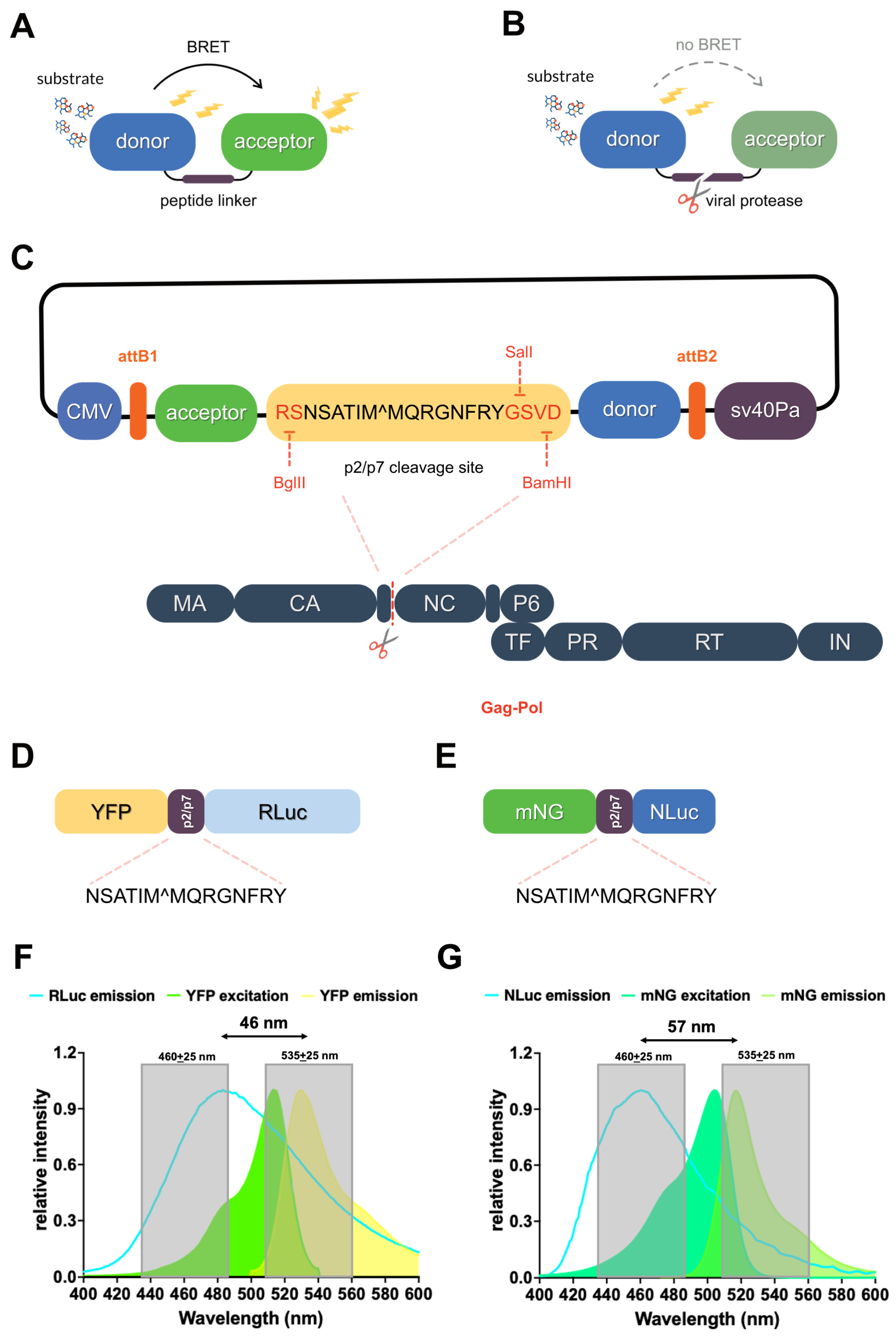 Viruses 17 01391 g001 Viruses 17 01391 g001
