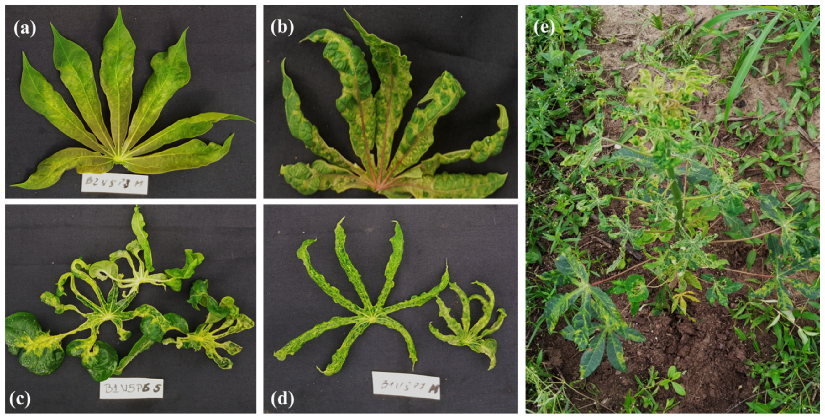 Viruses 17 01393 g002 Viruses 17 01393 g002