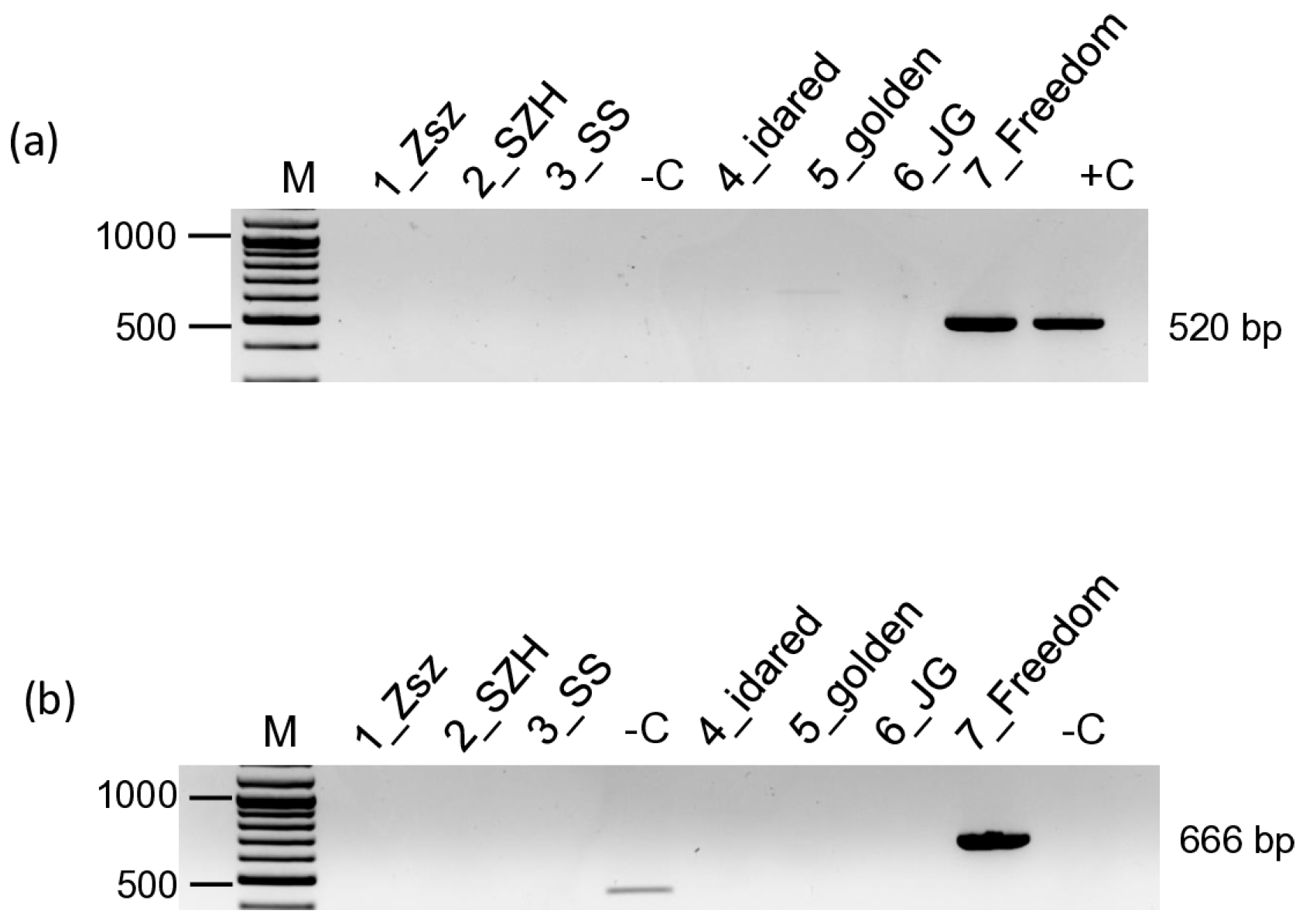 Viruses 17 01394 g001 Viruses 17 01394 g001