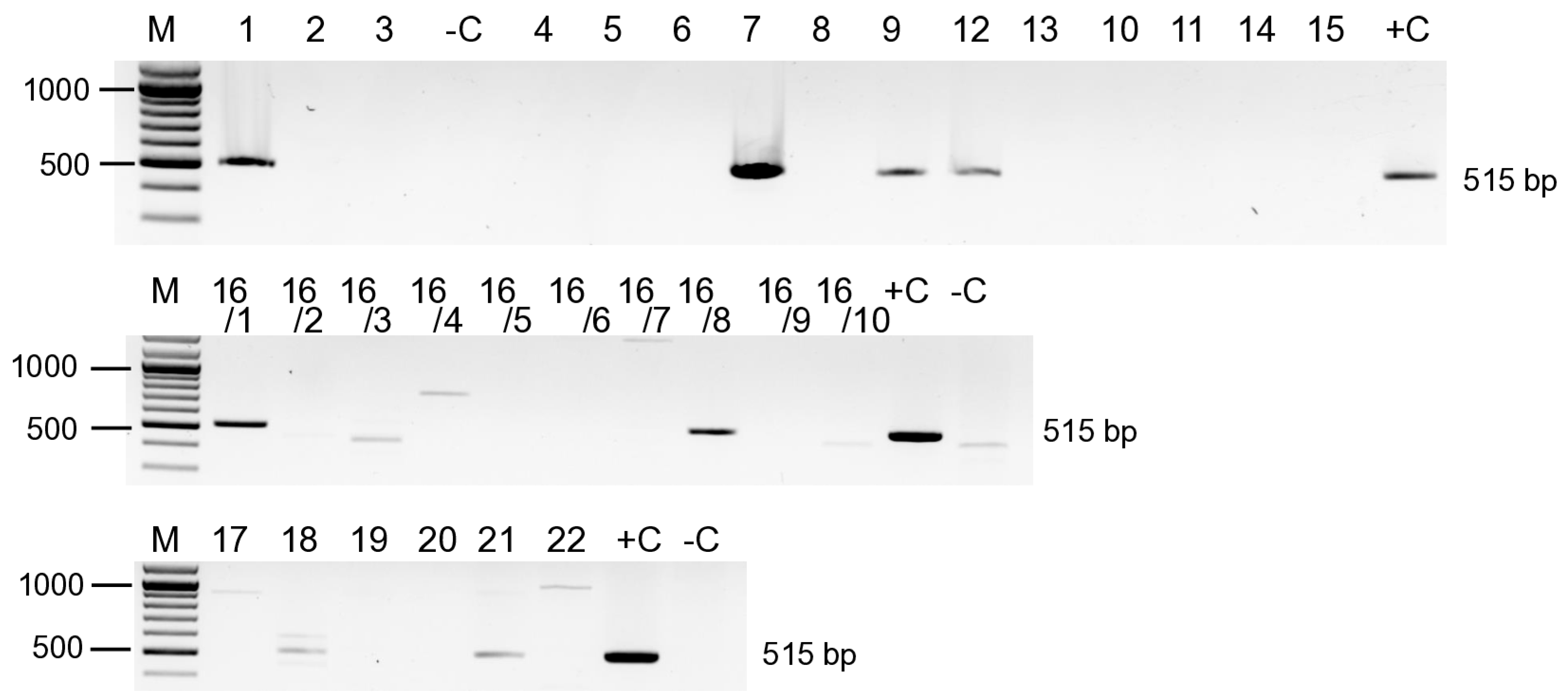 Viruses 17 01394 g002 Viruses 17 01394 g002