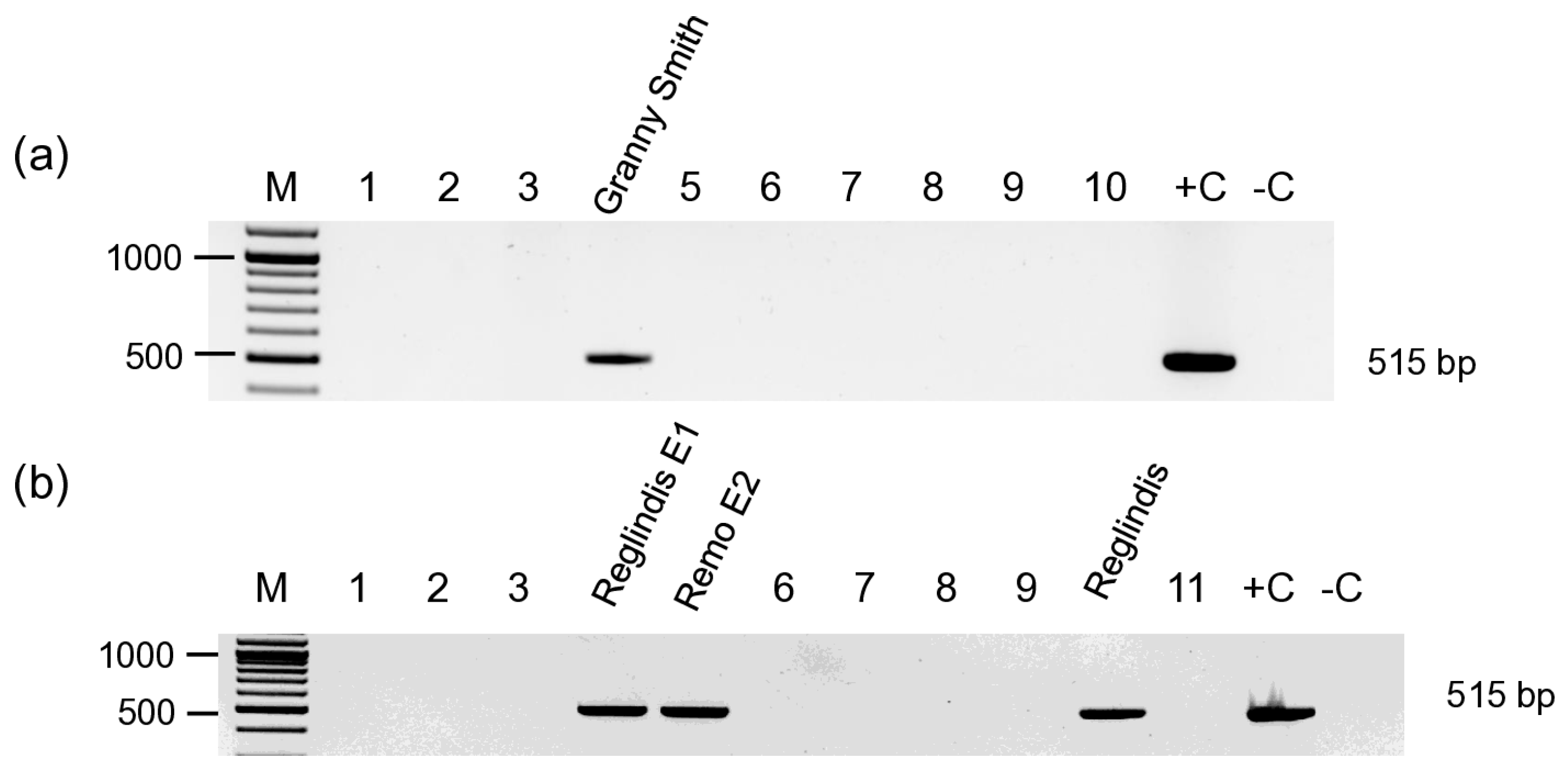 Viruses 17 01394 g004 Viruses 17 01394 g004