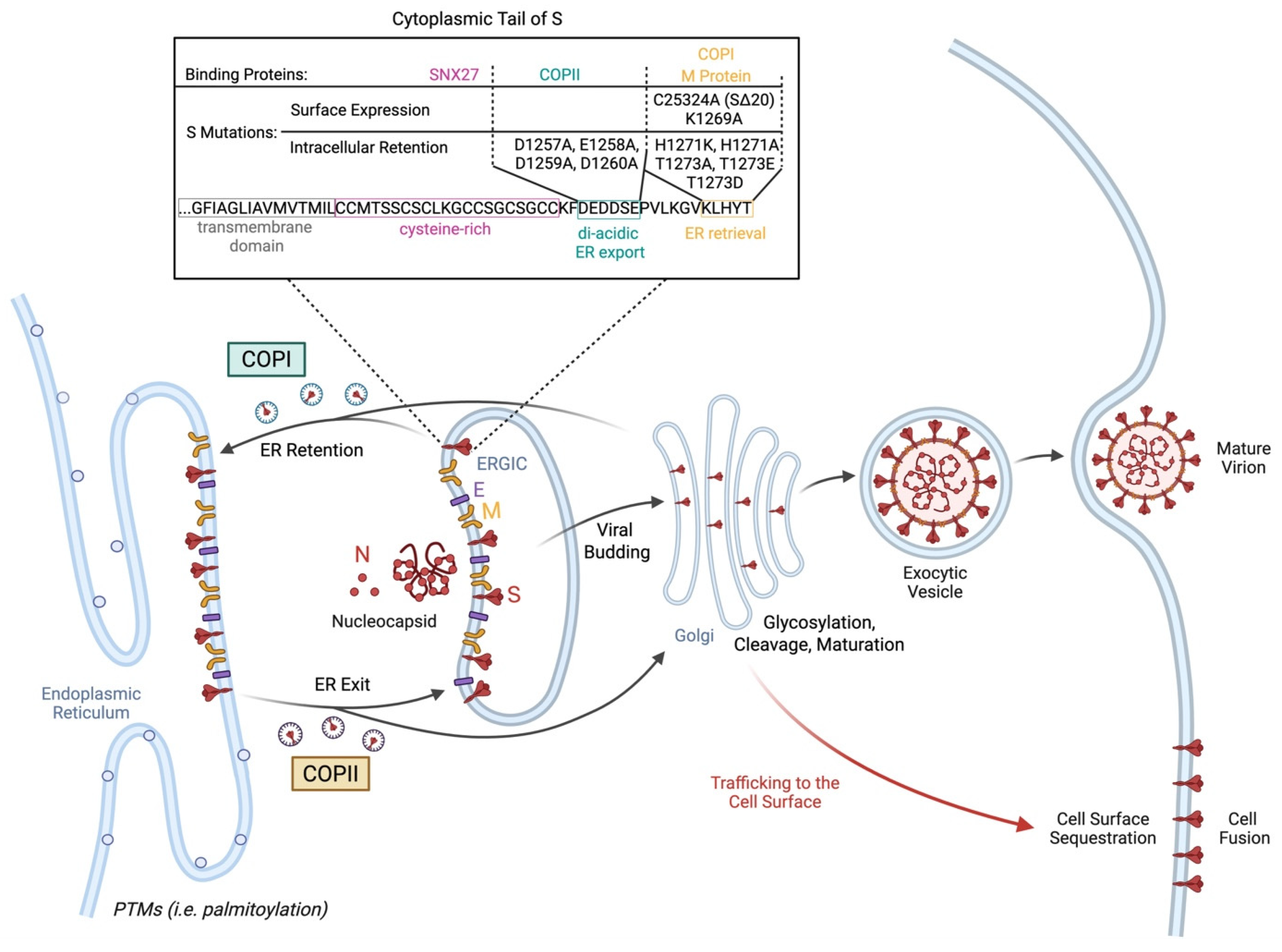 Viruses 17 01405 g001