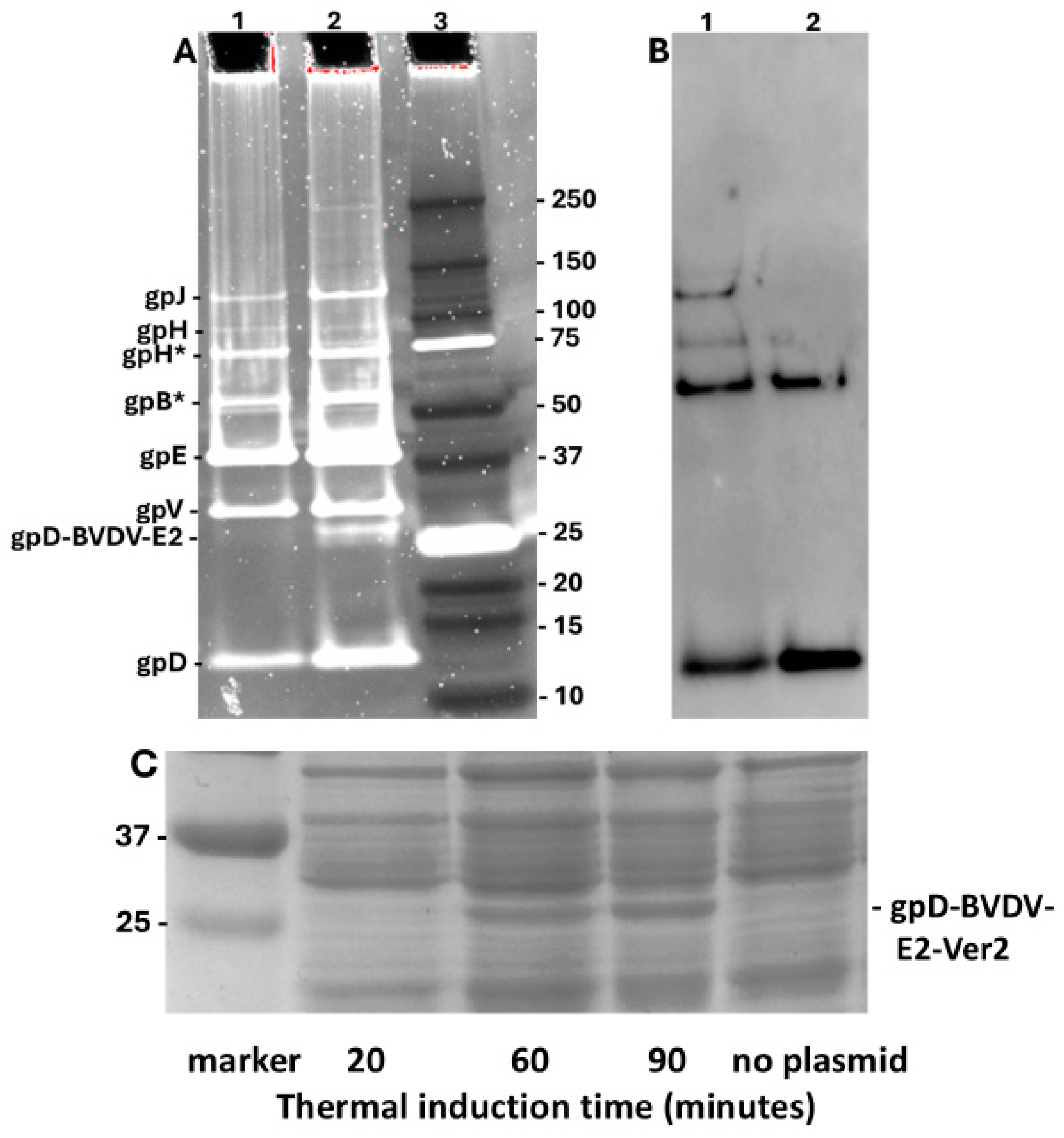 Viruses 17 01406 g007 Viruses 17 01406 g007