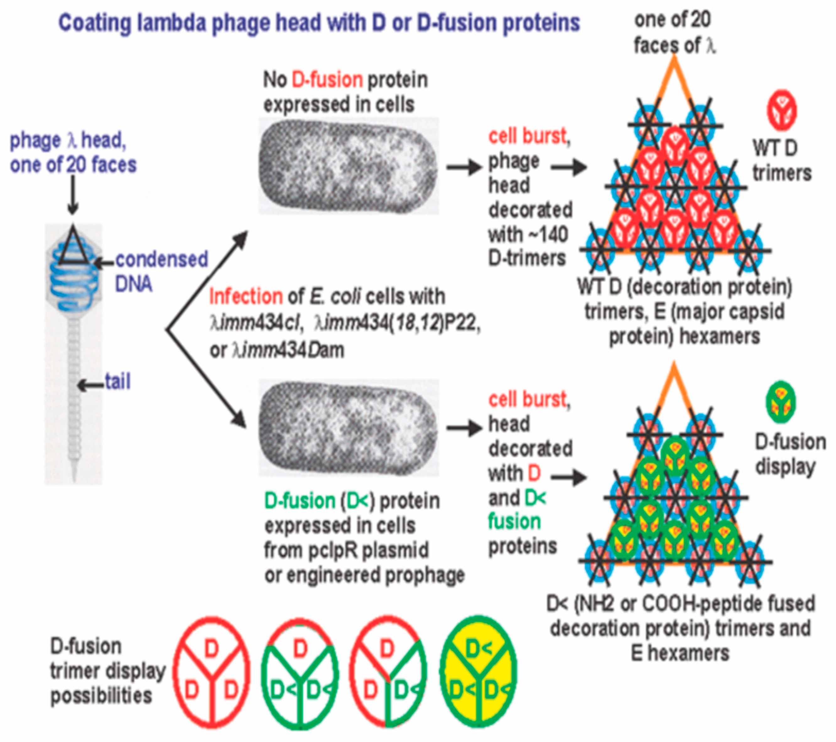 Viruses 17 01406 g011 Viruses 17 01406 g011