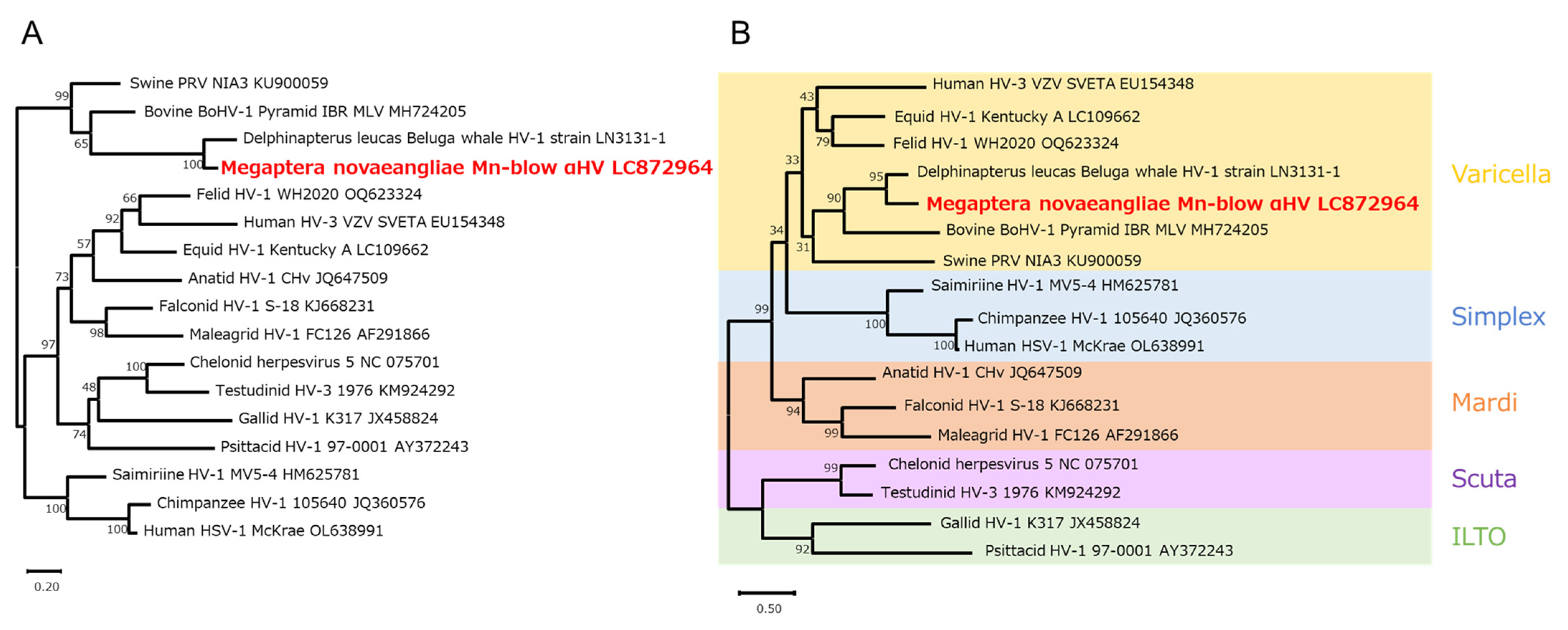 Viruses 17 01411 g004