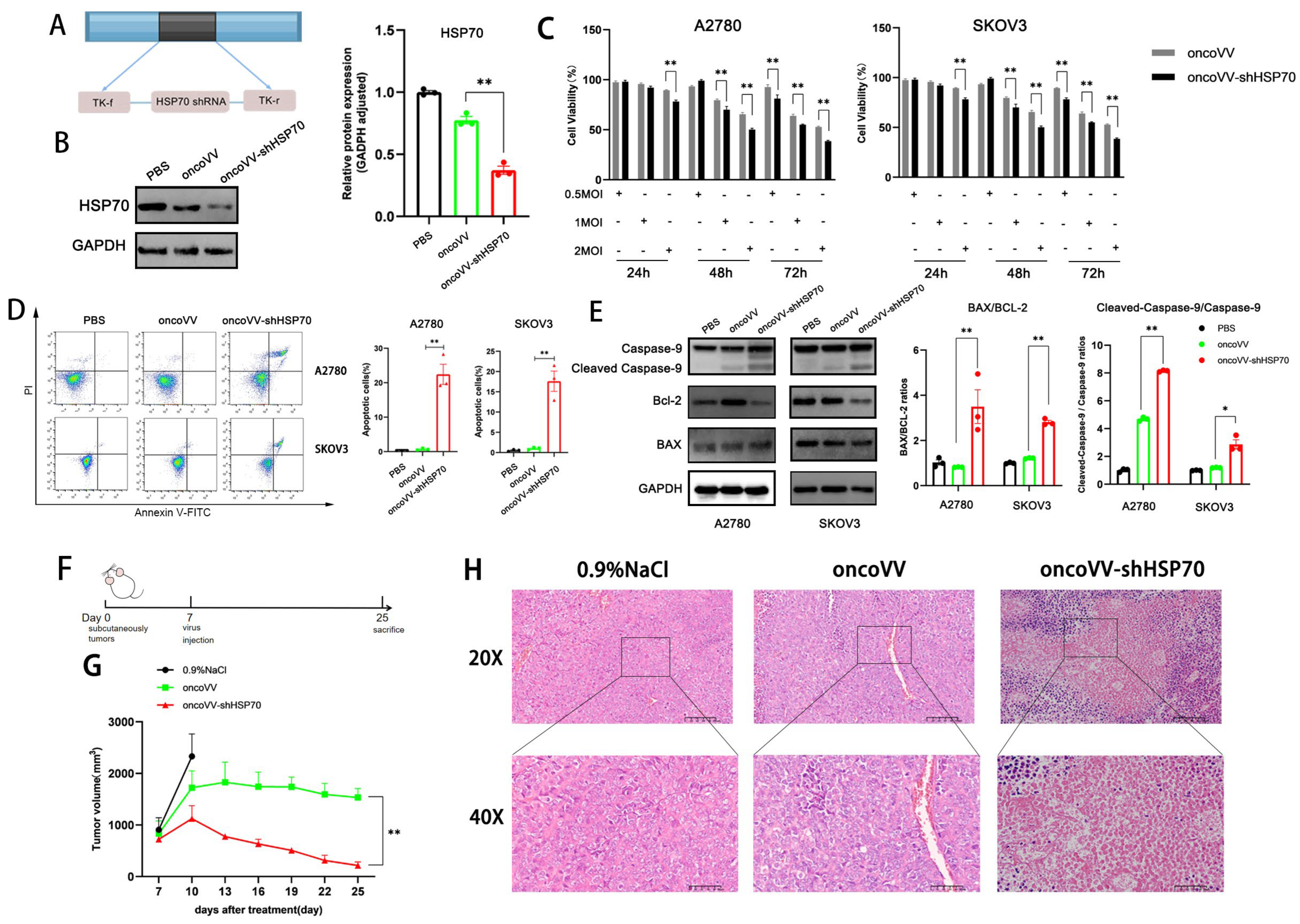 Viruses 17 01423 g001 Viruses 17 01423 g001