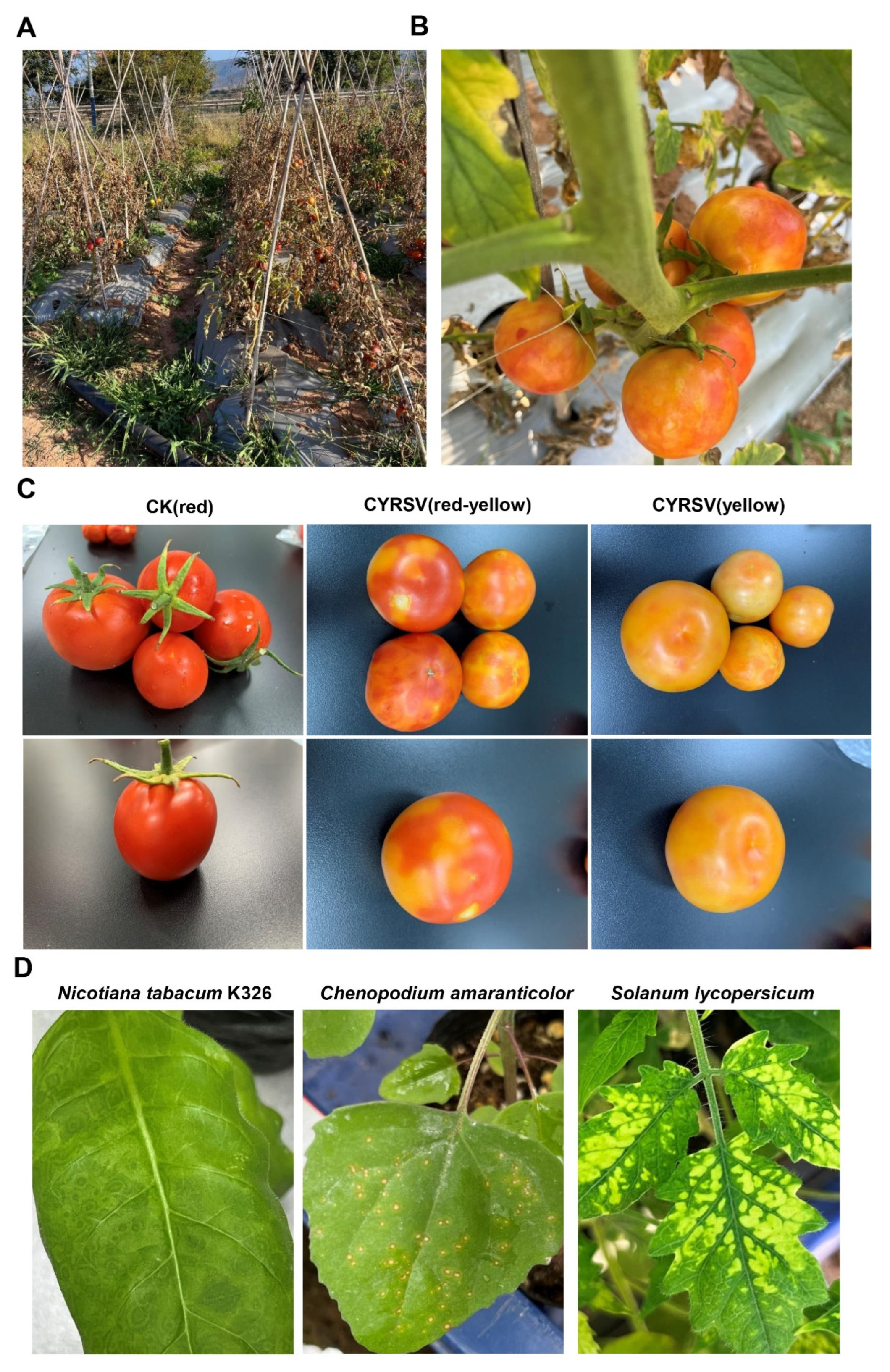 Viruses 17 01426 g001