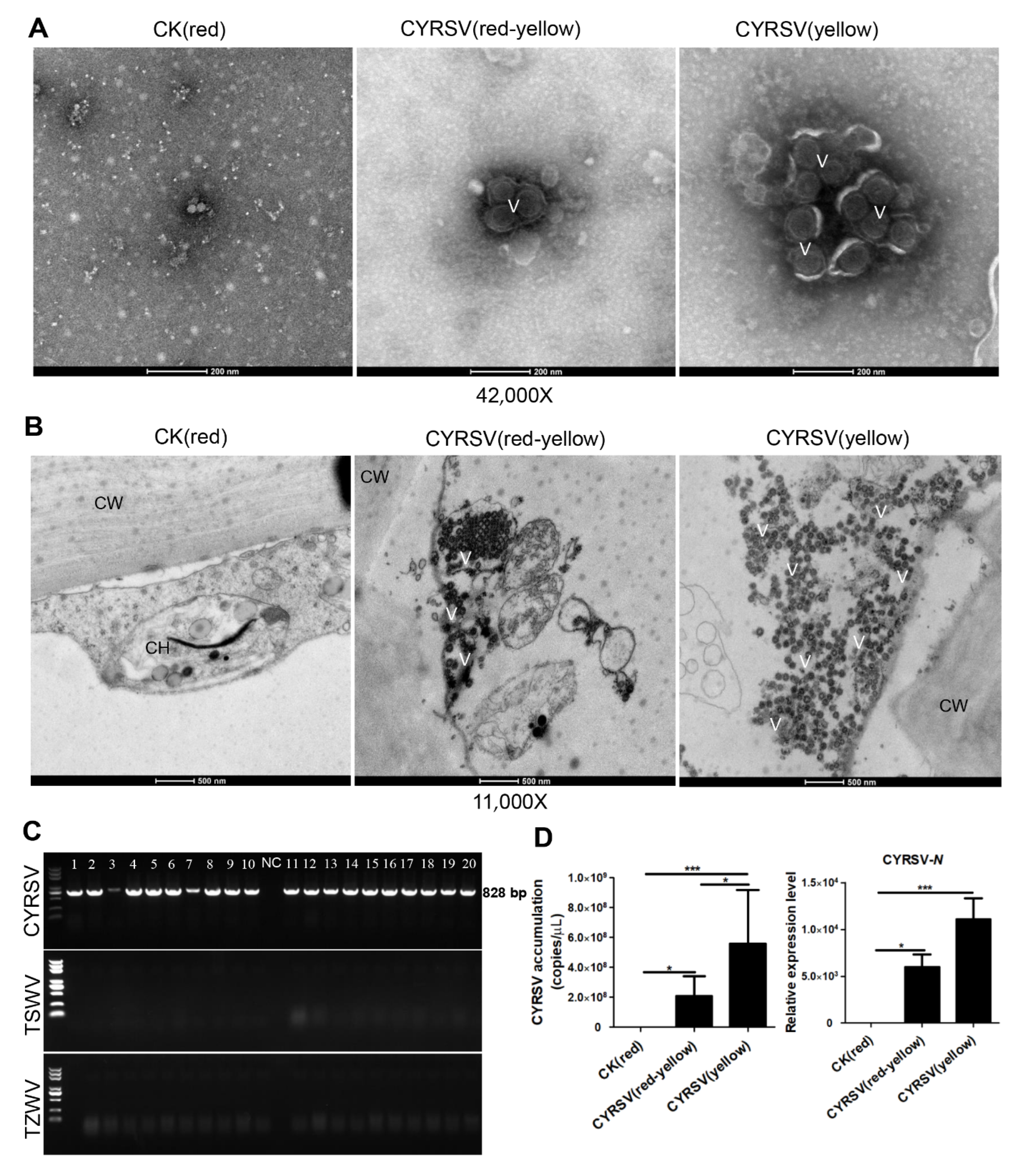 Viruses 17 01426 g002