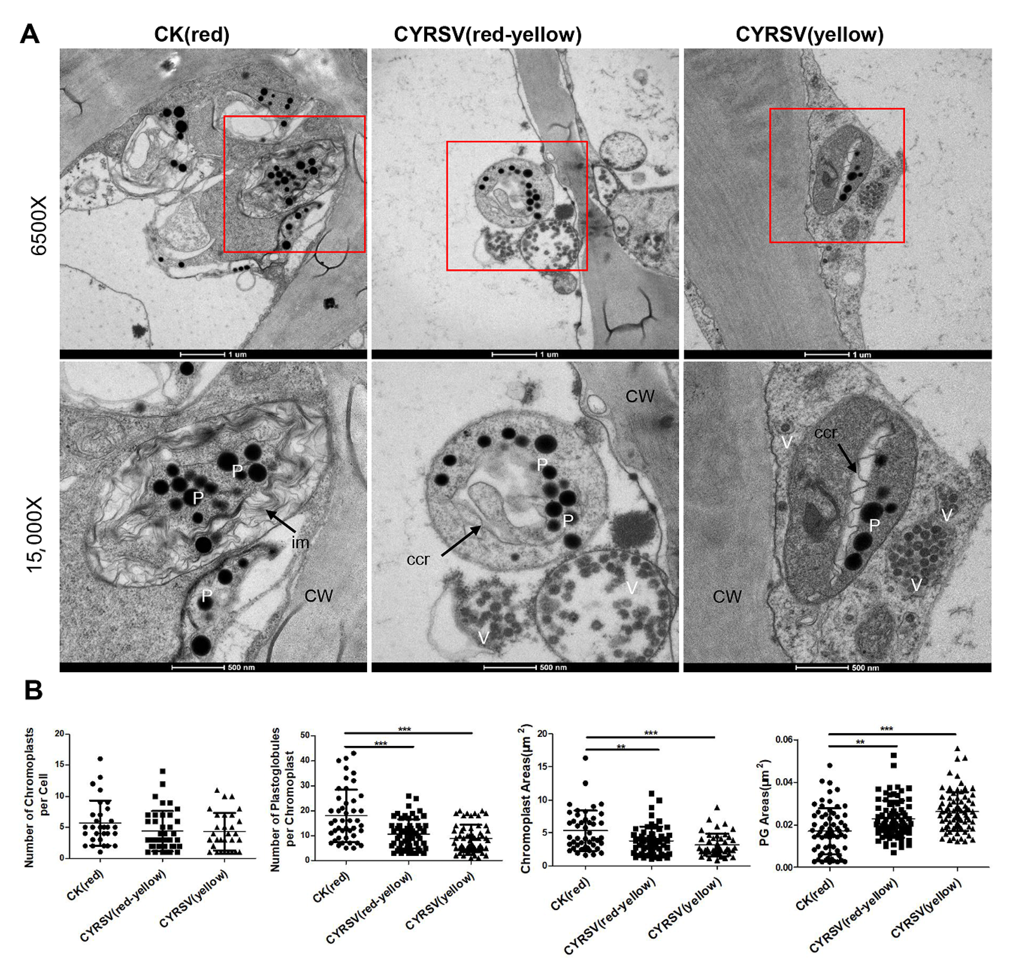 Viruses 17 01426 g003