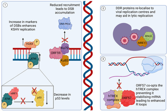 Manipulation of Nuclear-Related Pathways During Kaposi's Sarcoma