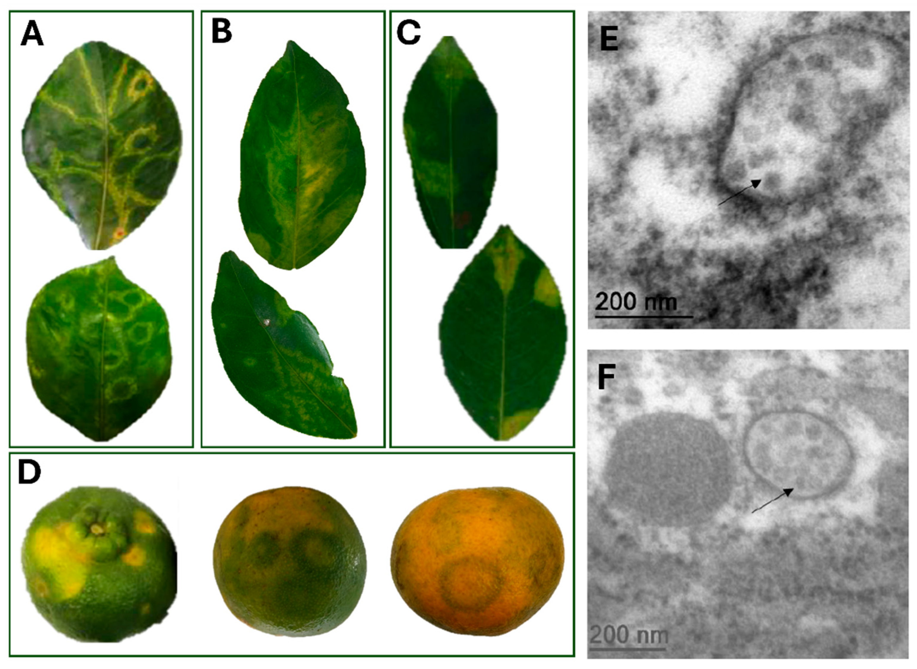 Viruses 17 01428 g001 Viruses 17 01428 g001